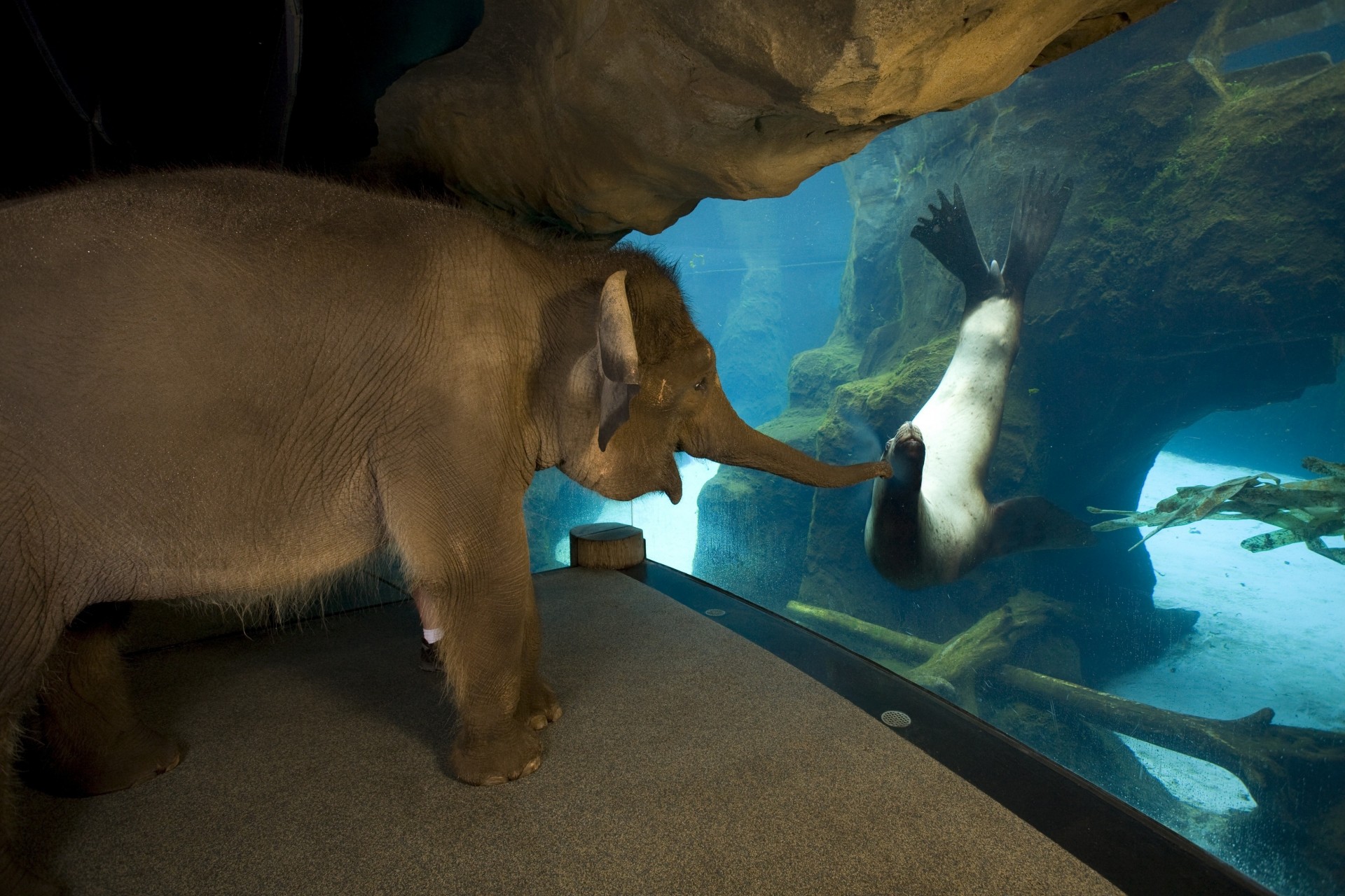 amicizia animali elefante foca