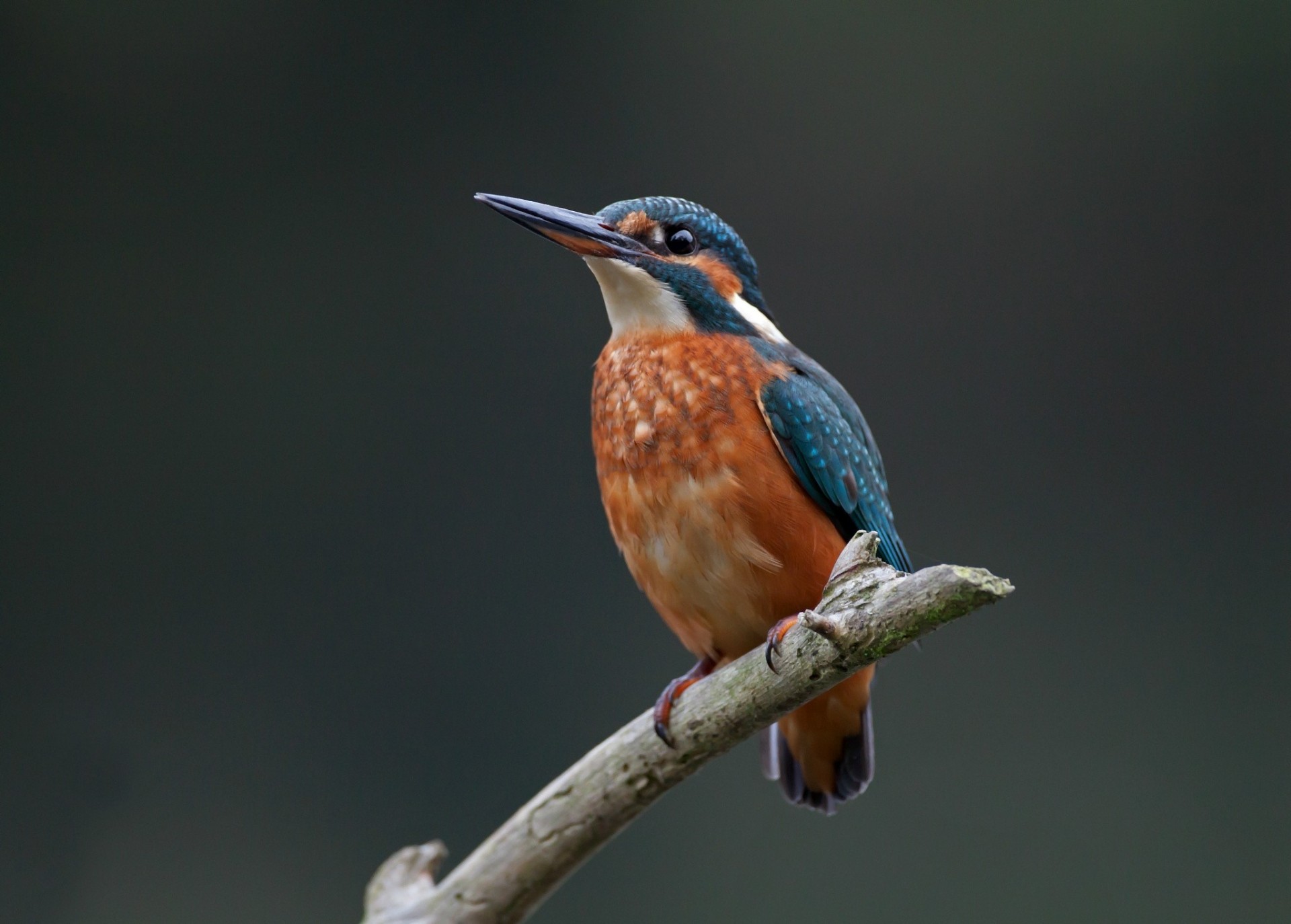 uccelli martin pescatore comune pesca ramo