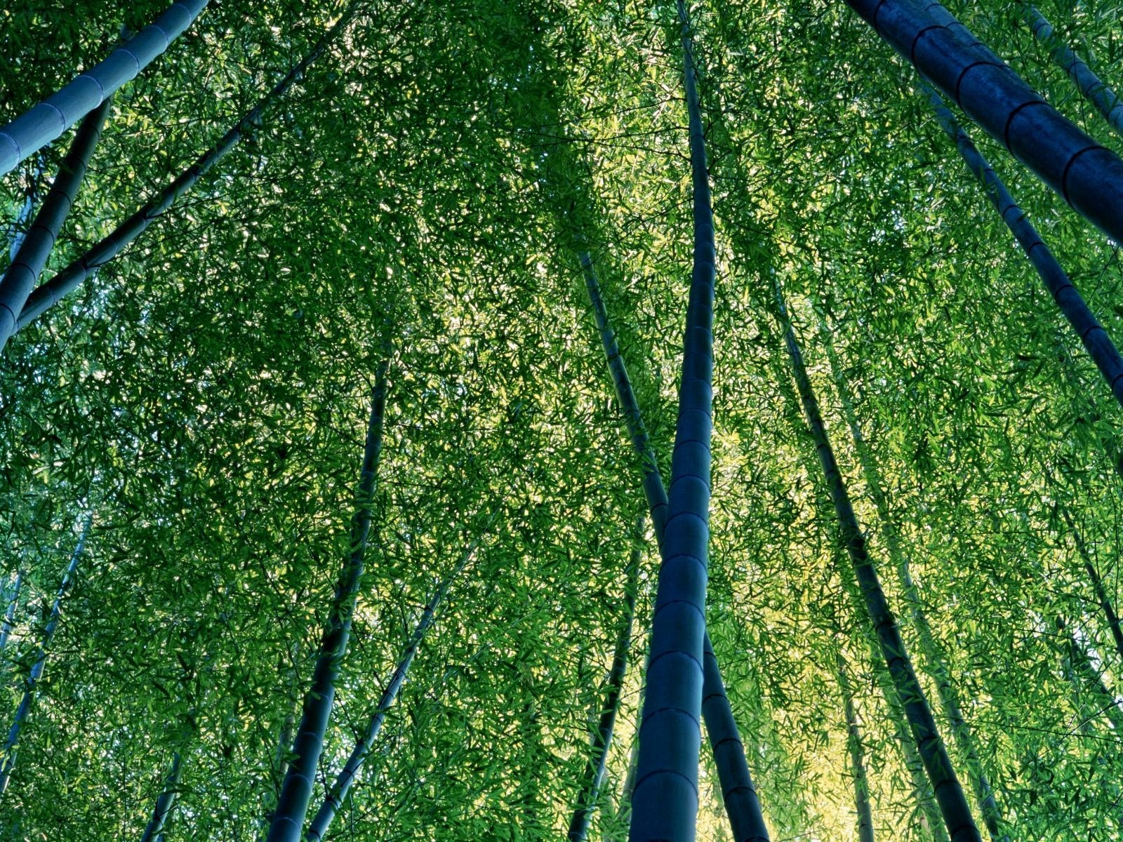 bamboo leaves trunk