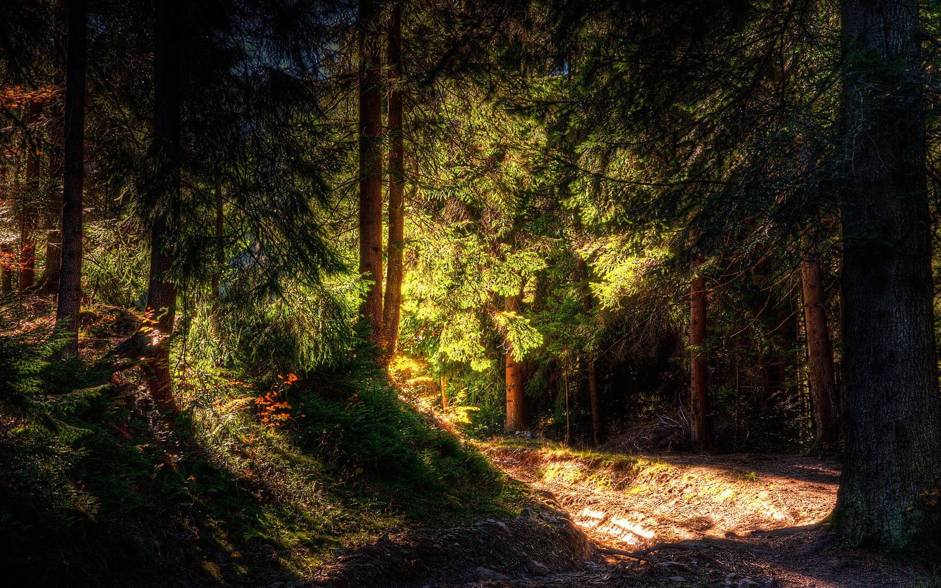 arbres forêt lumière