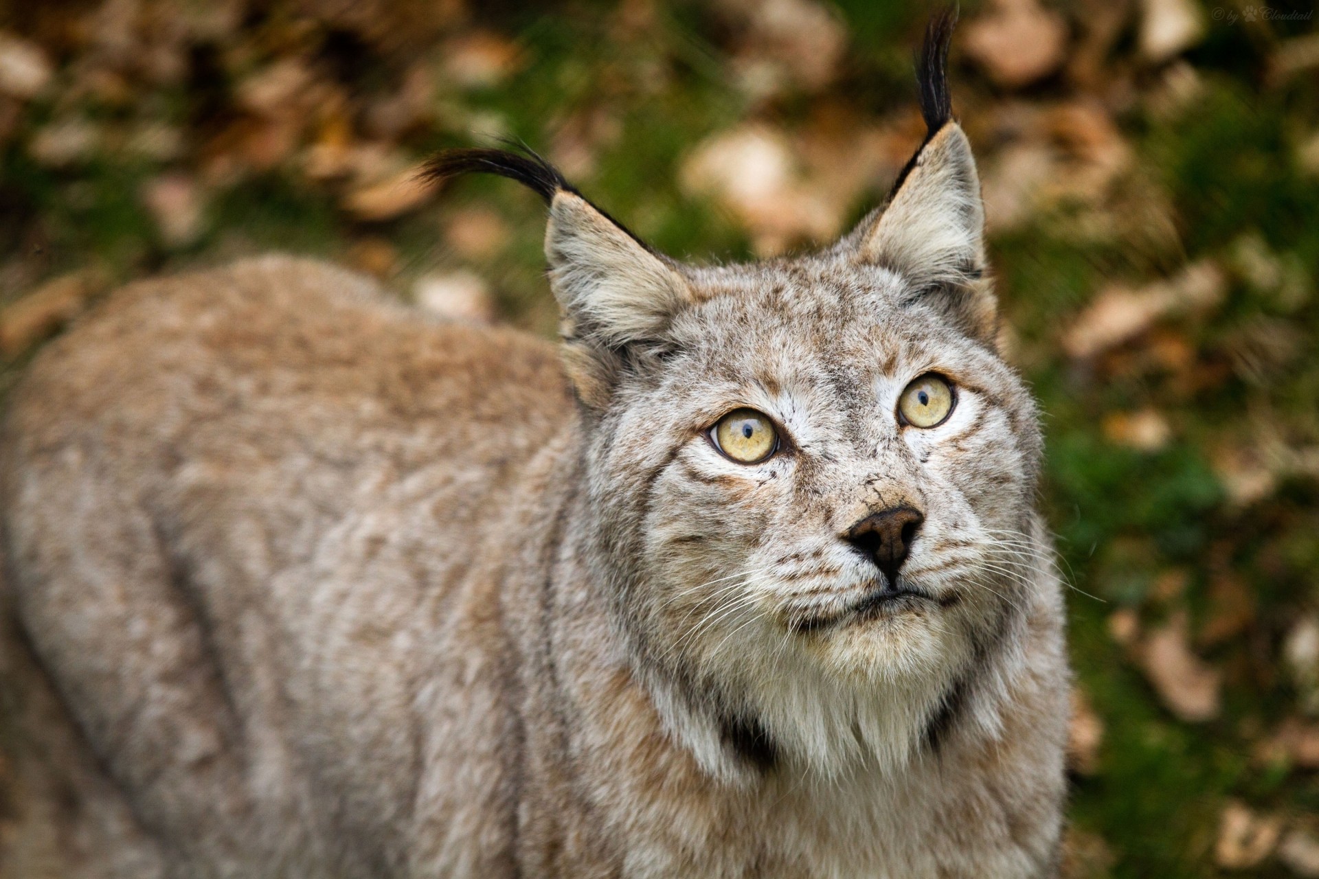 luchs wildkatze zähne