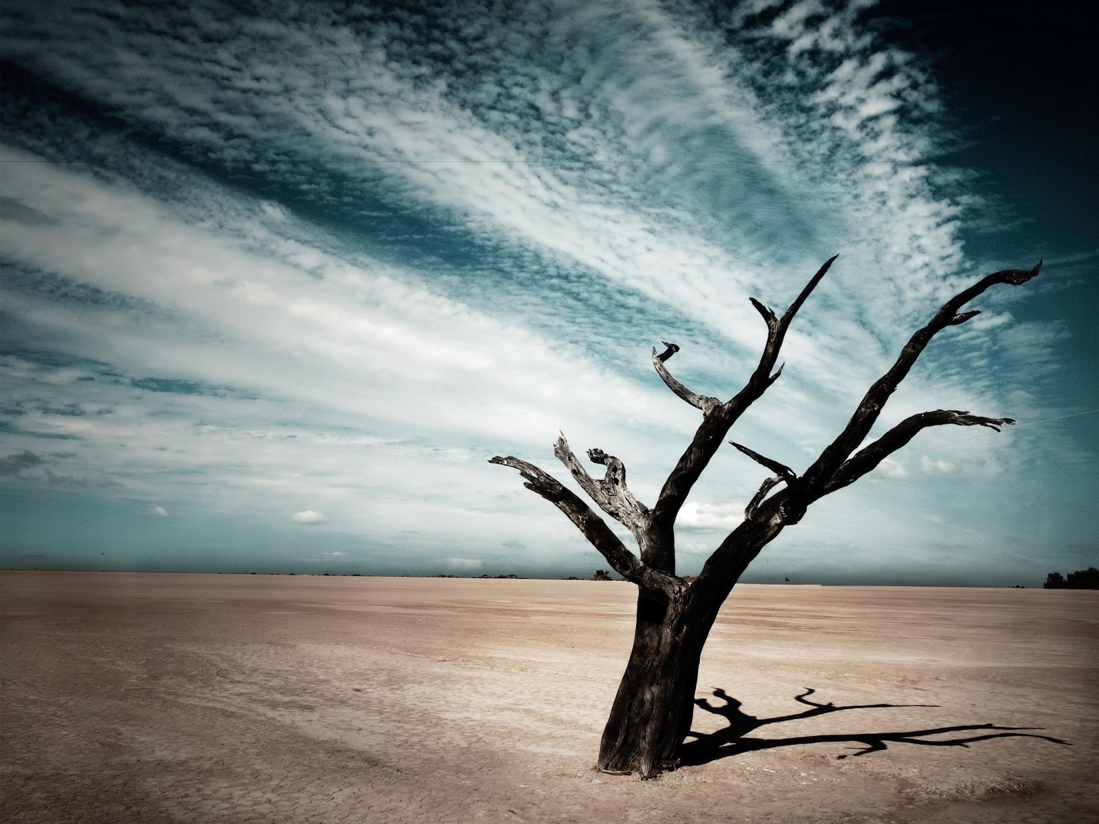 arbre ombre nuages