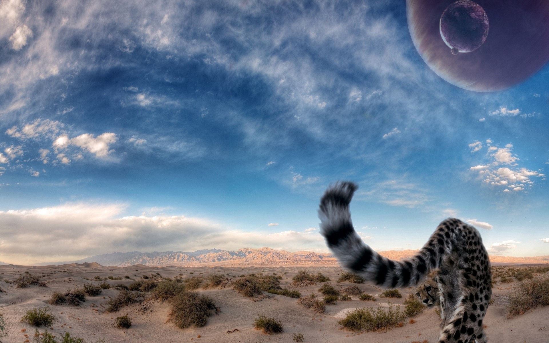 große katze raubtier gepard schwanz himmel wüste