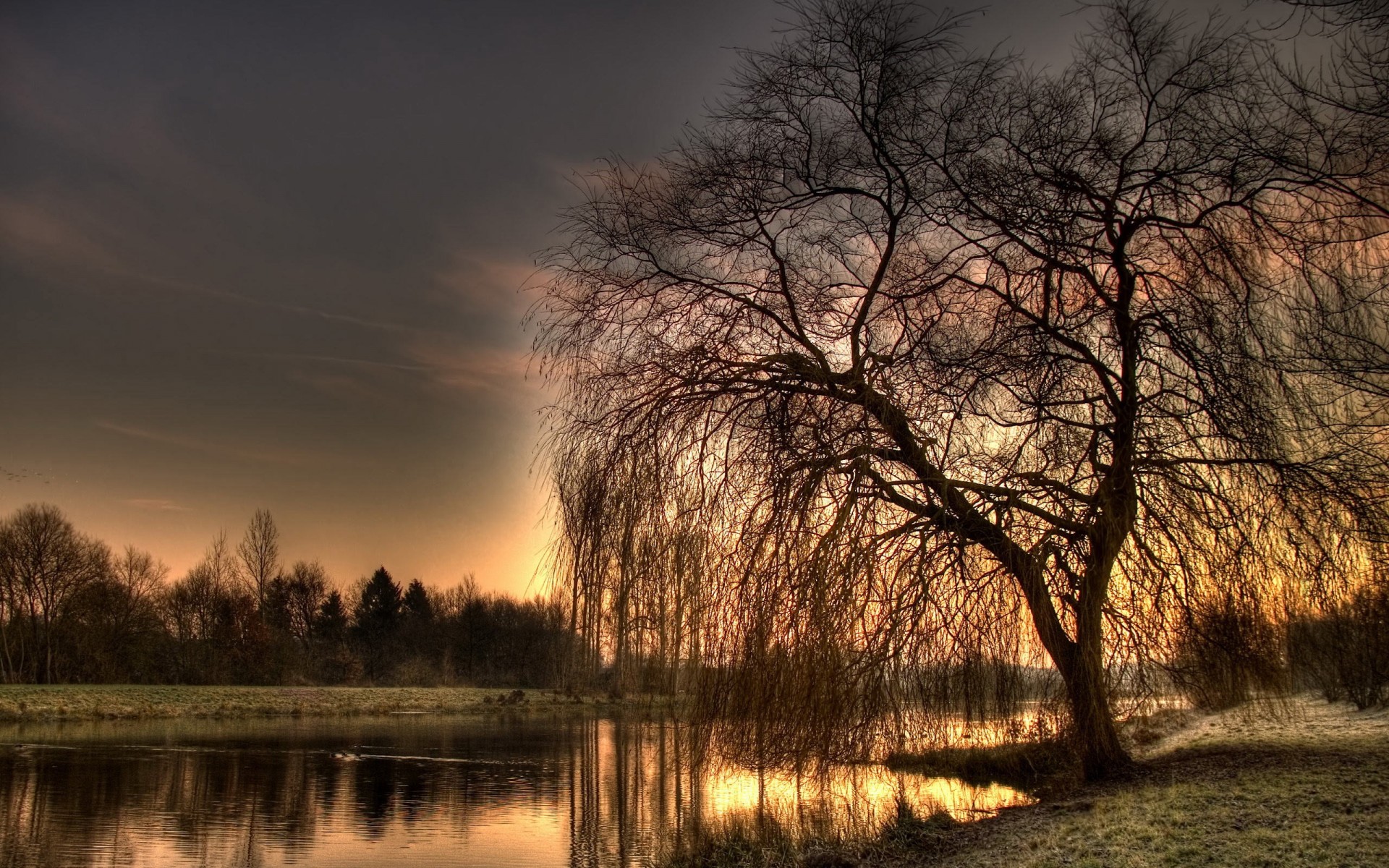 tree river hdr