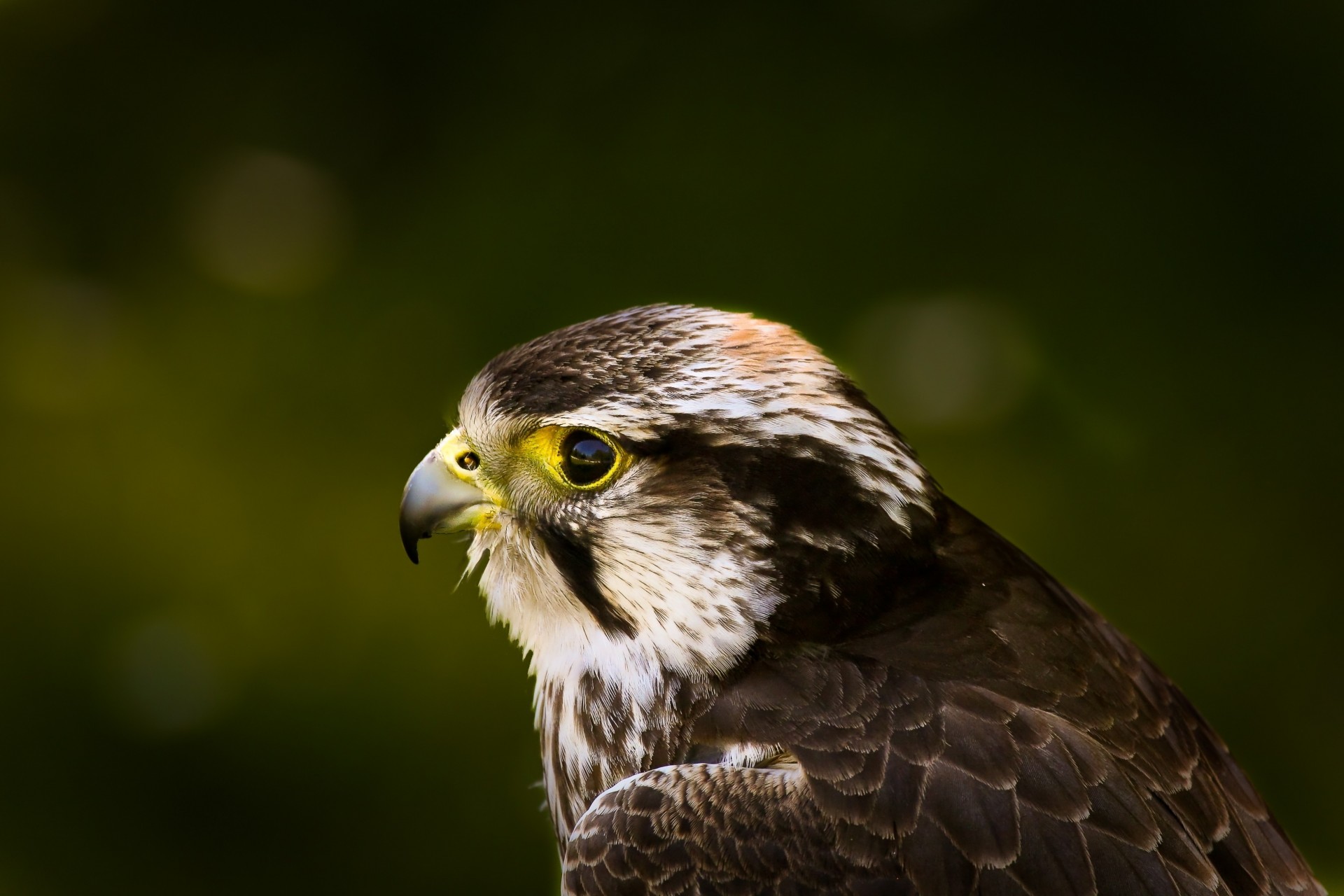 predatore uccelli sfondo falco abbagliamento becco