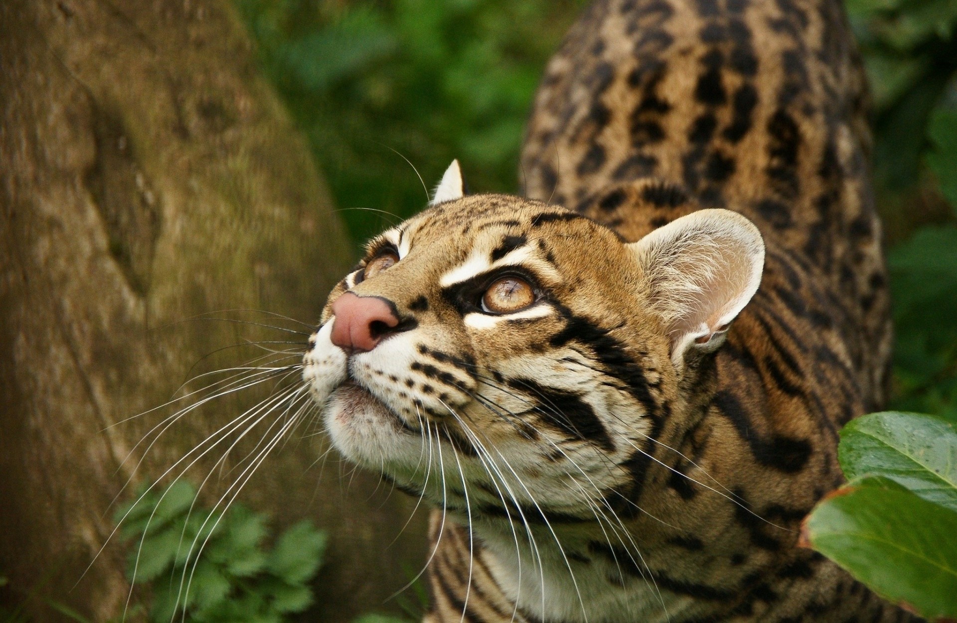 wildkatze ozelot zähne