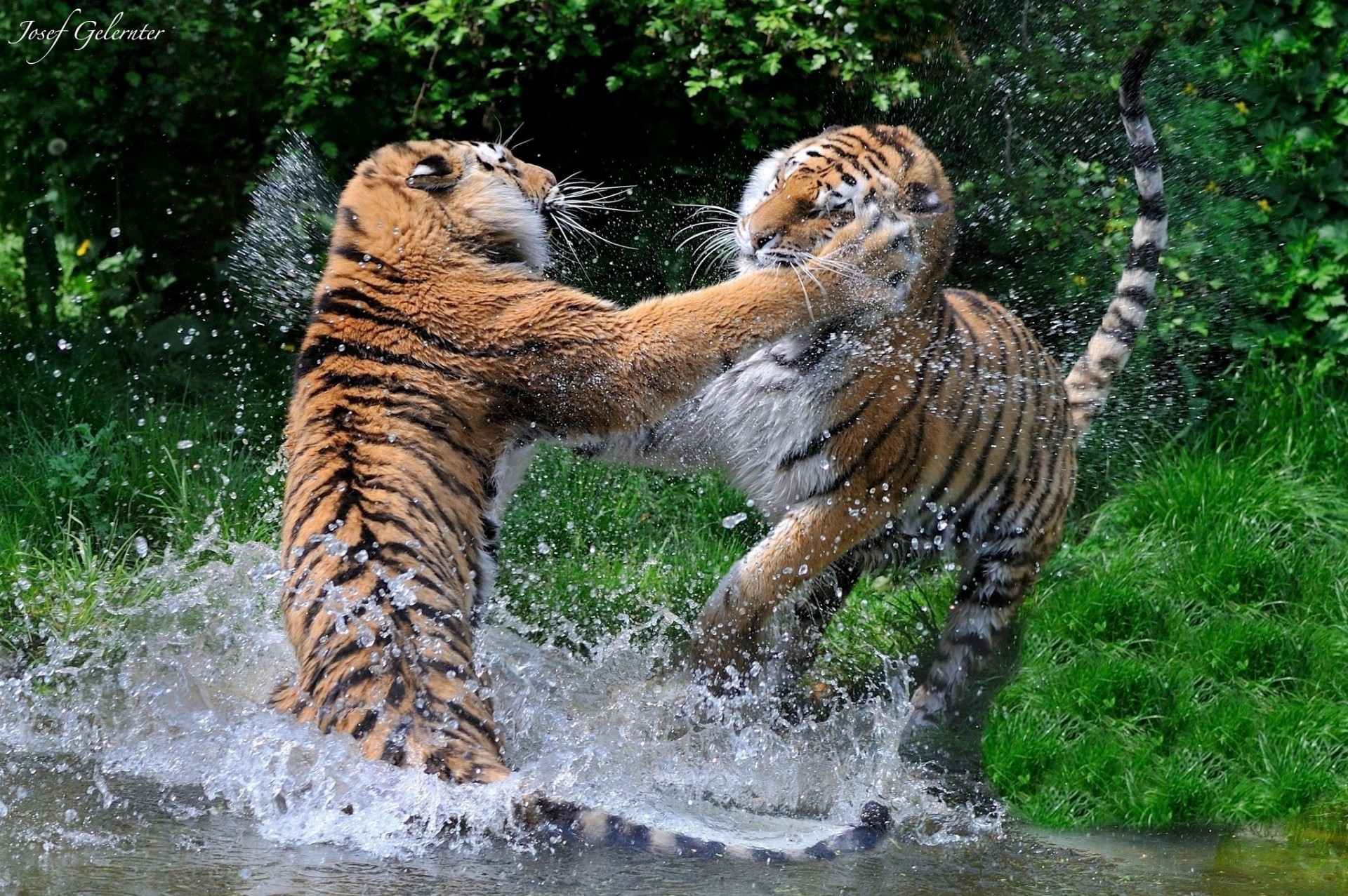 lucha gatos salvajes tigres juego depredadores baño spray pareja