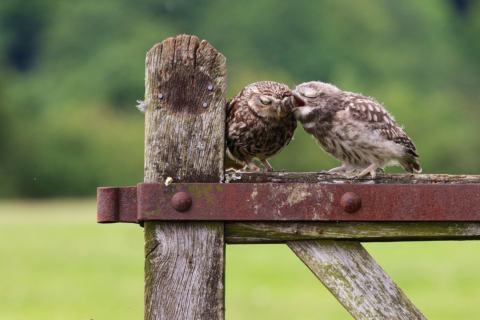 chick owl