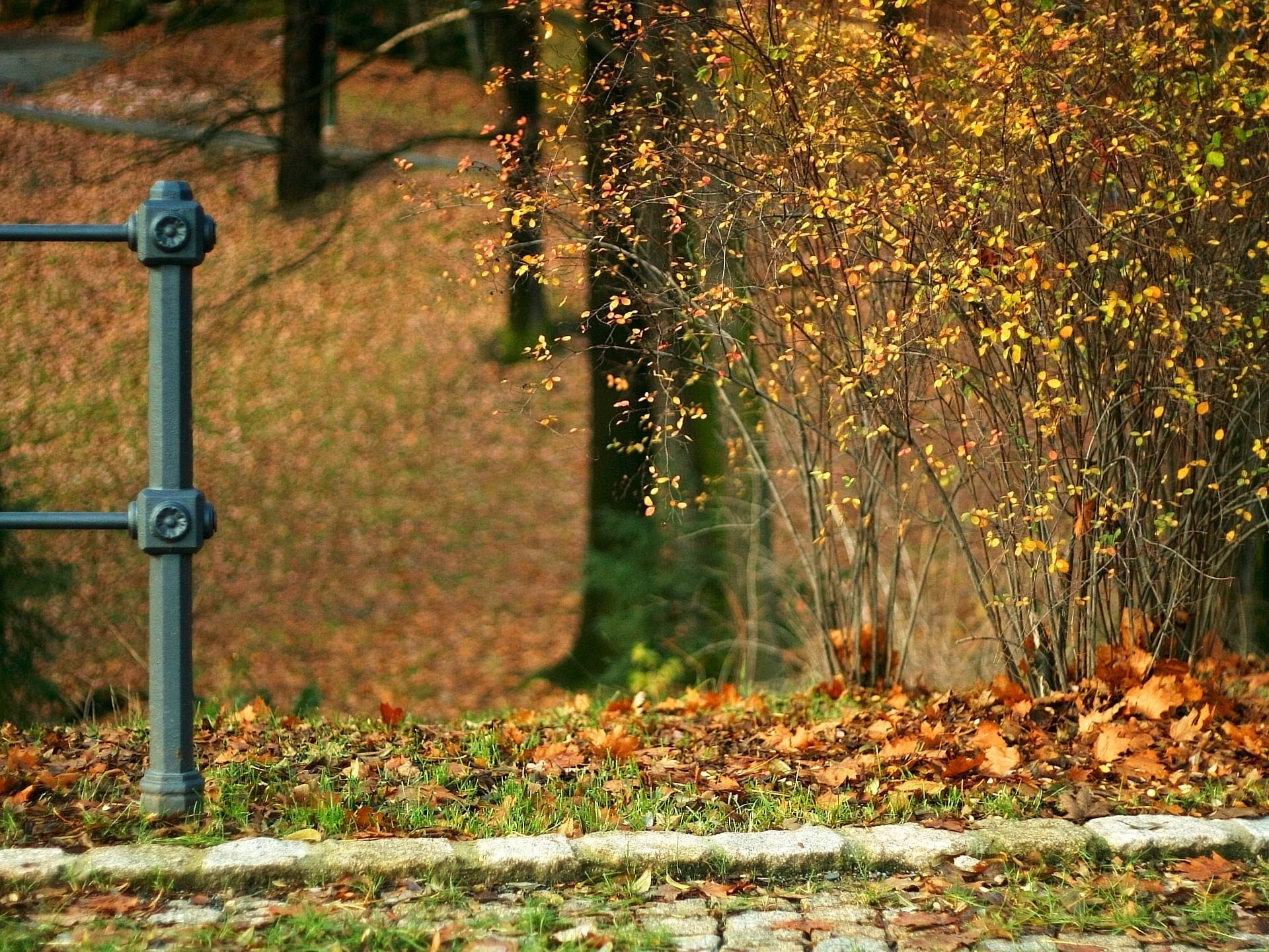 piedras hojas otoño arbusto