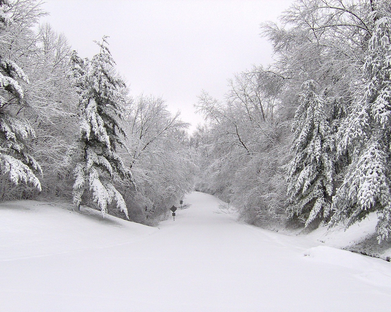 hiver arbres route neige