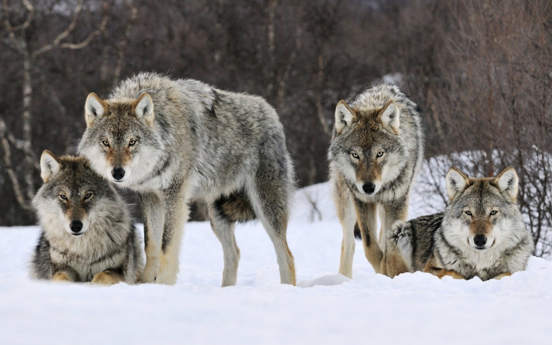 lobos bosque especies depredadores nieve invierno