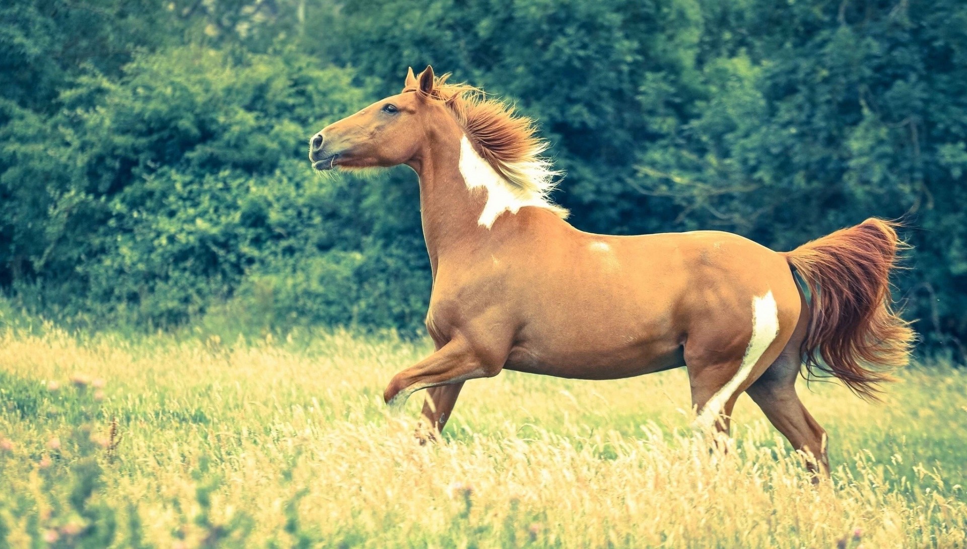 cavallo erba prato