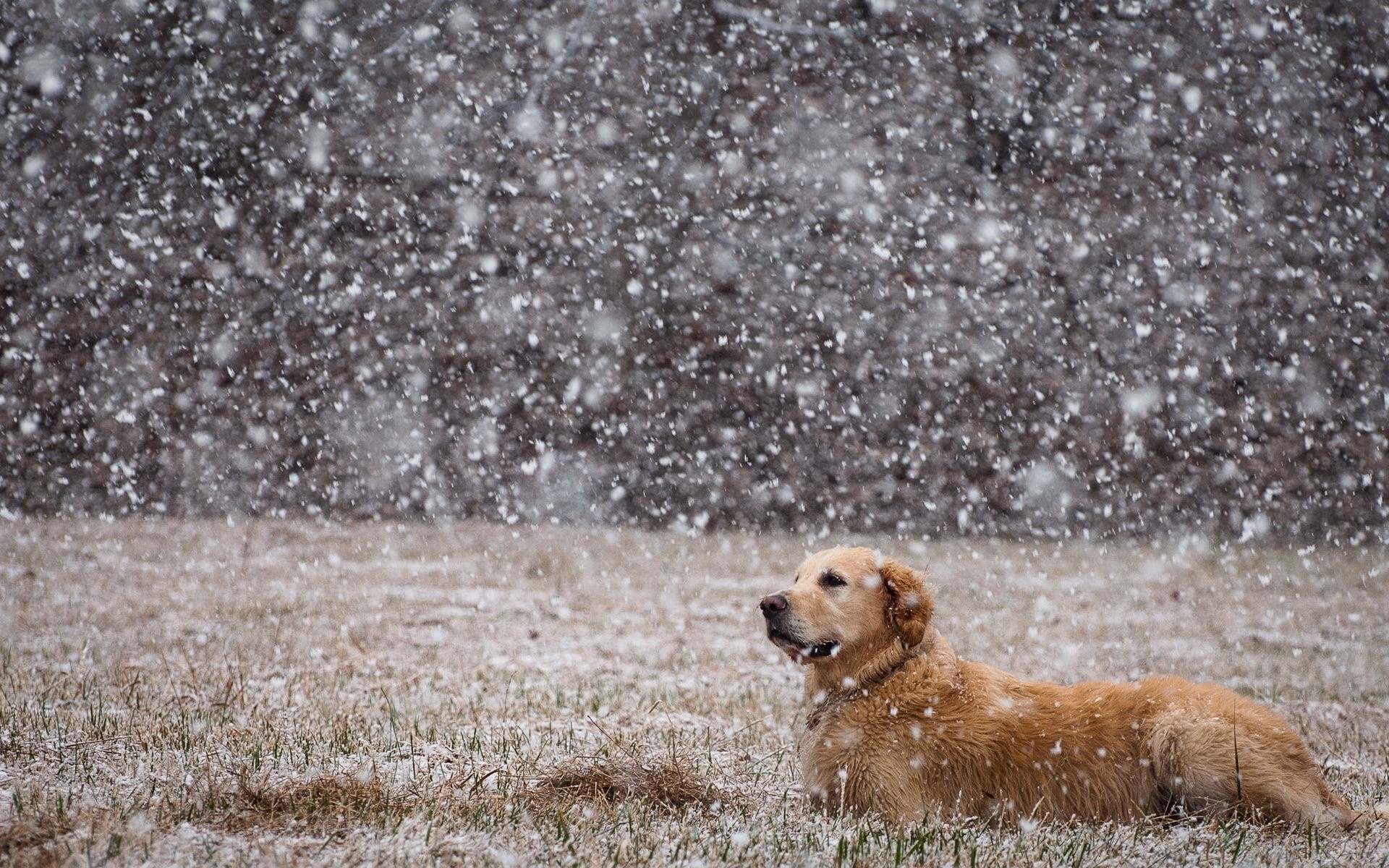 campo cane neve