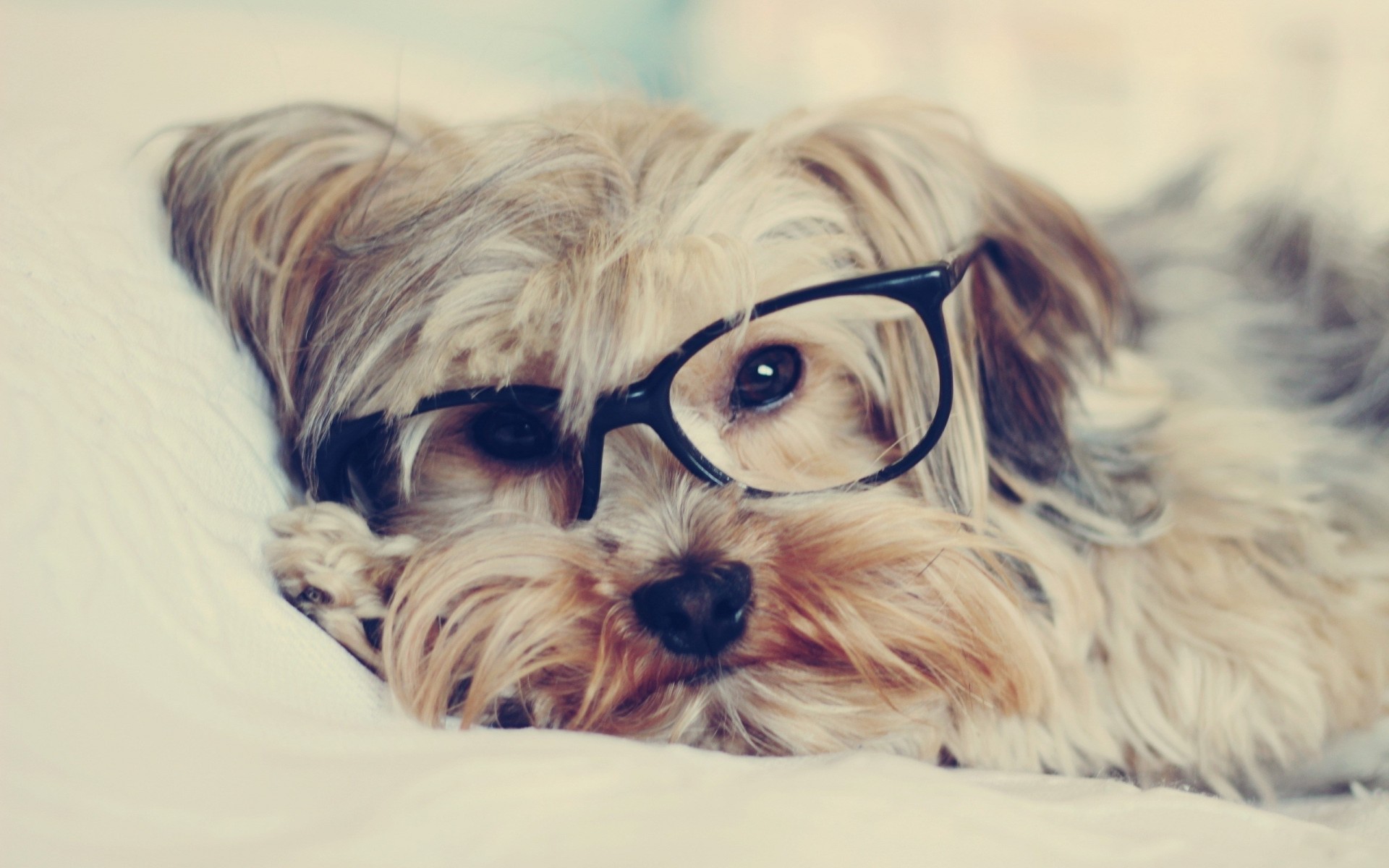 dog yorkshire terrier sunglasses teeth