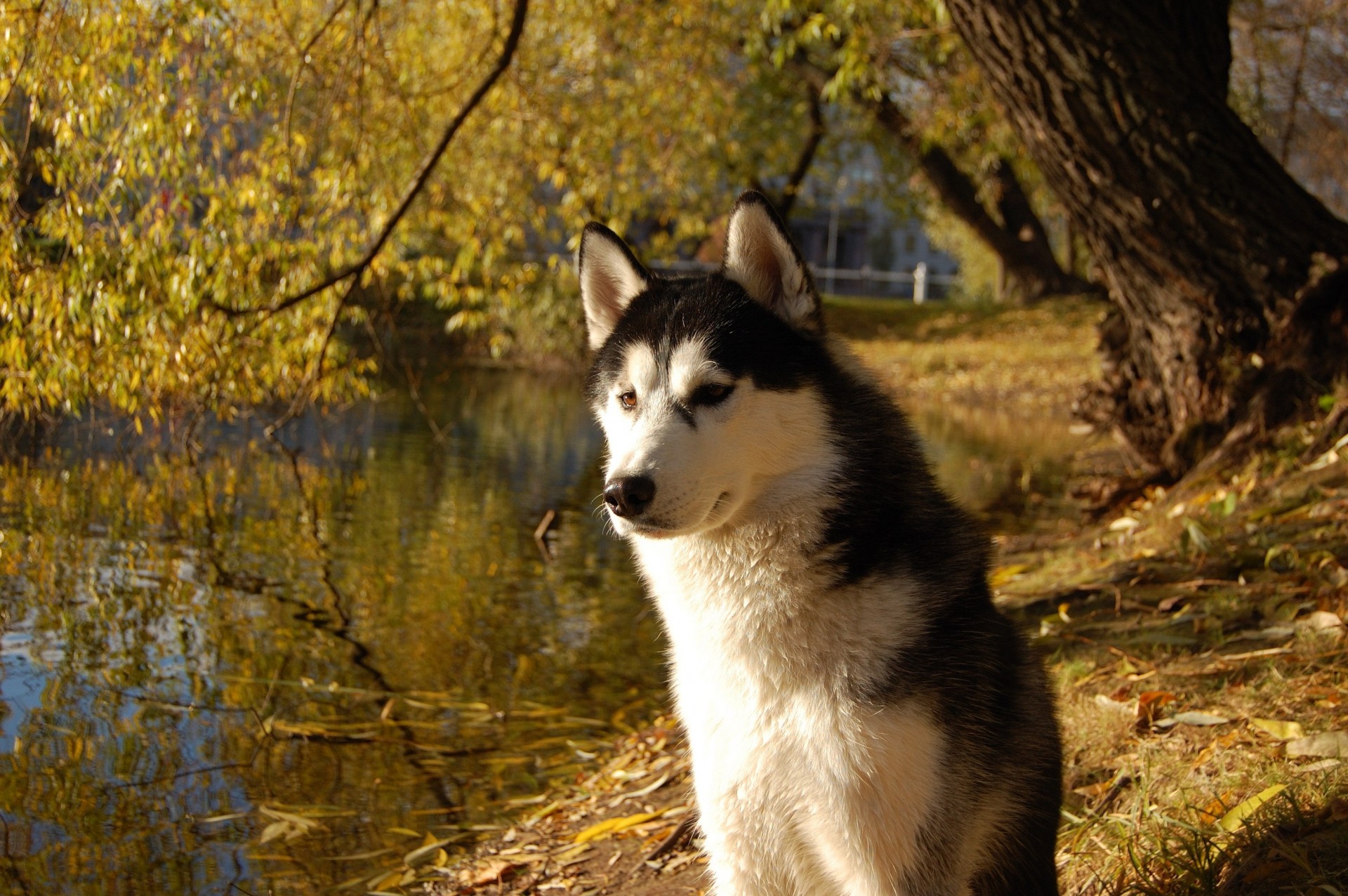 cane husky amico