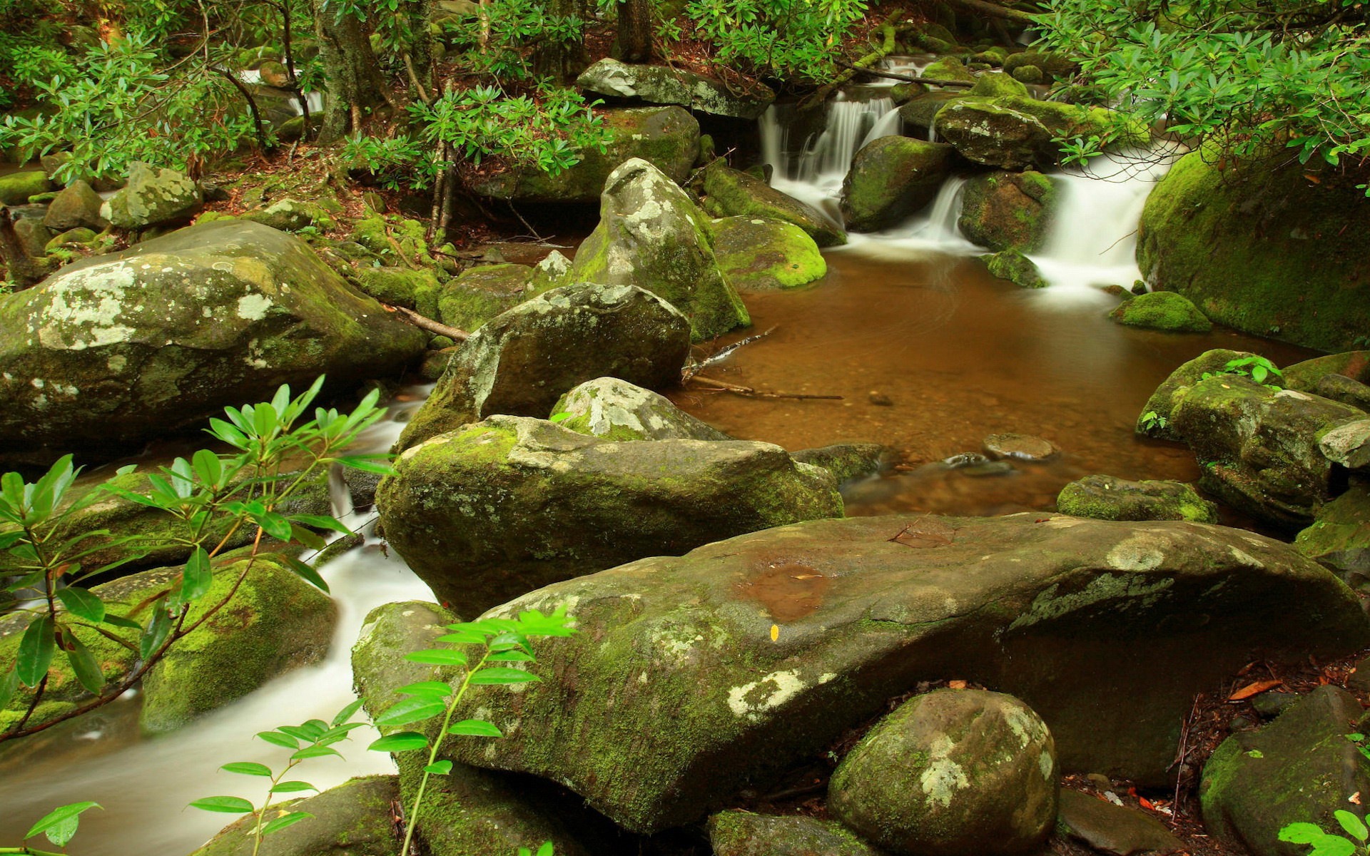 pietre ruscello cascata foglie