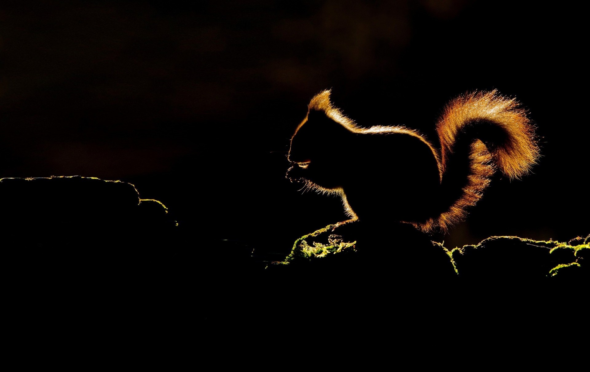 silhouette fond sombre husky