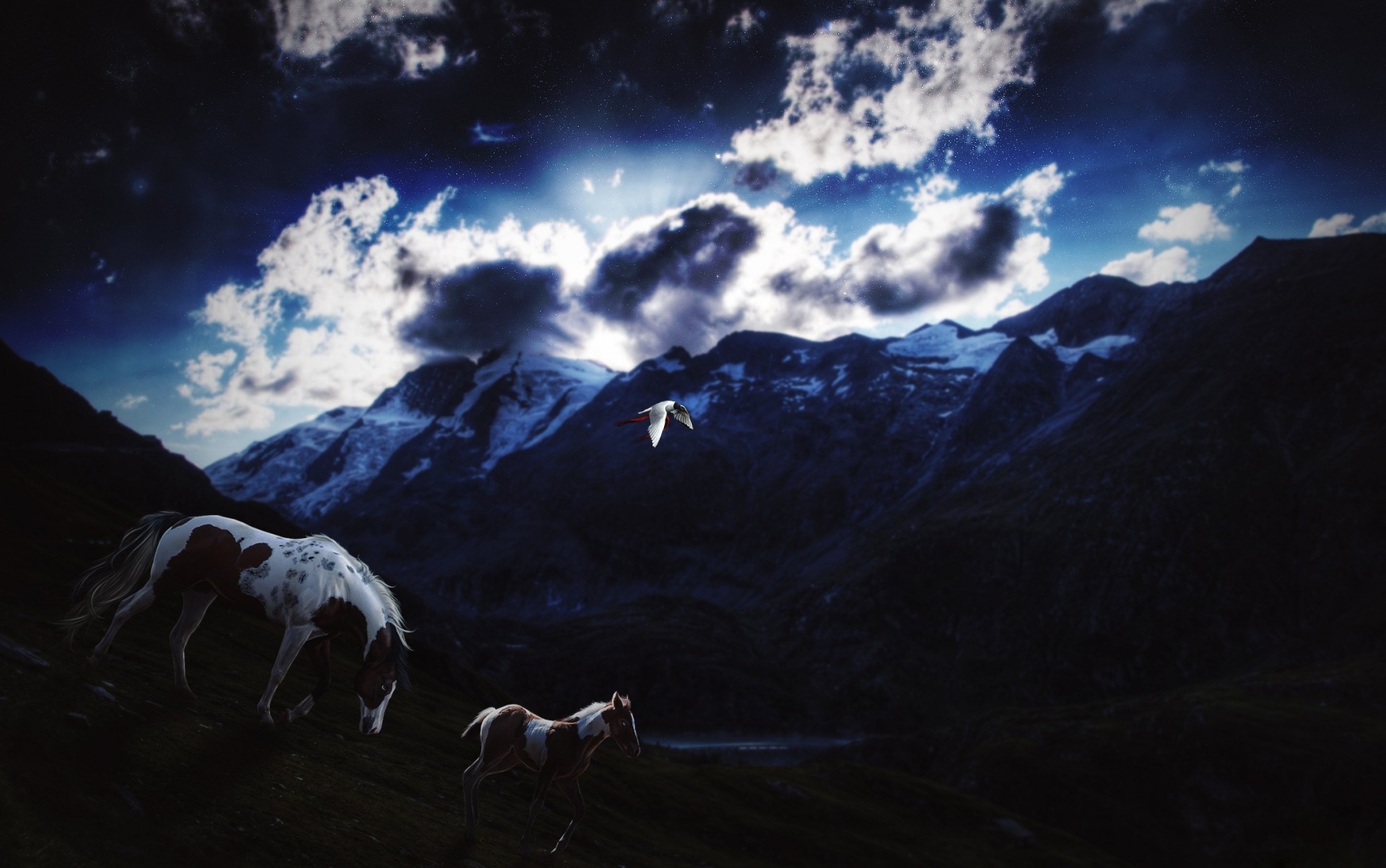 nubes pájaros cielo noche caballo