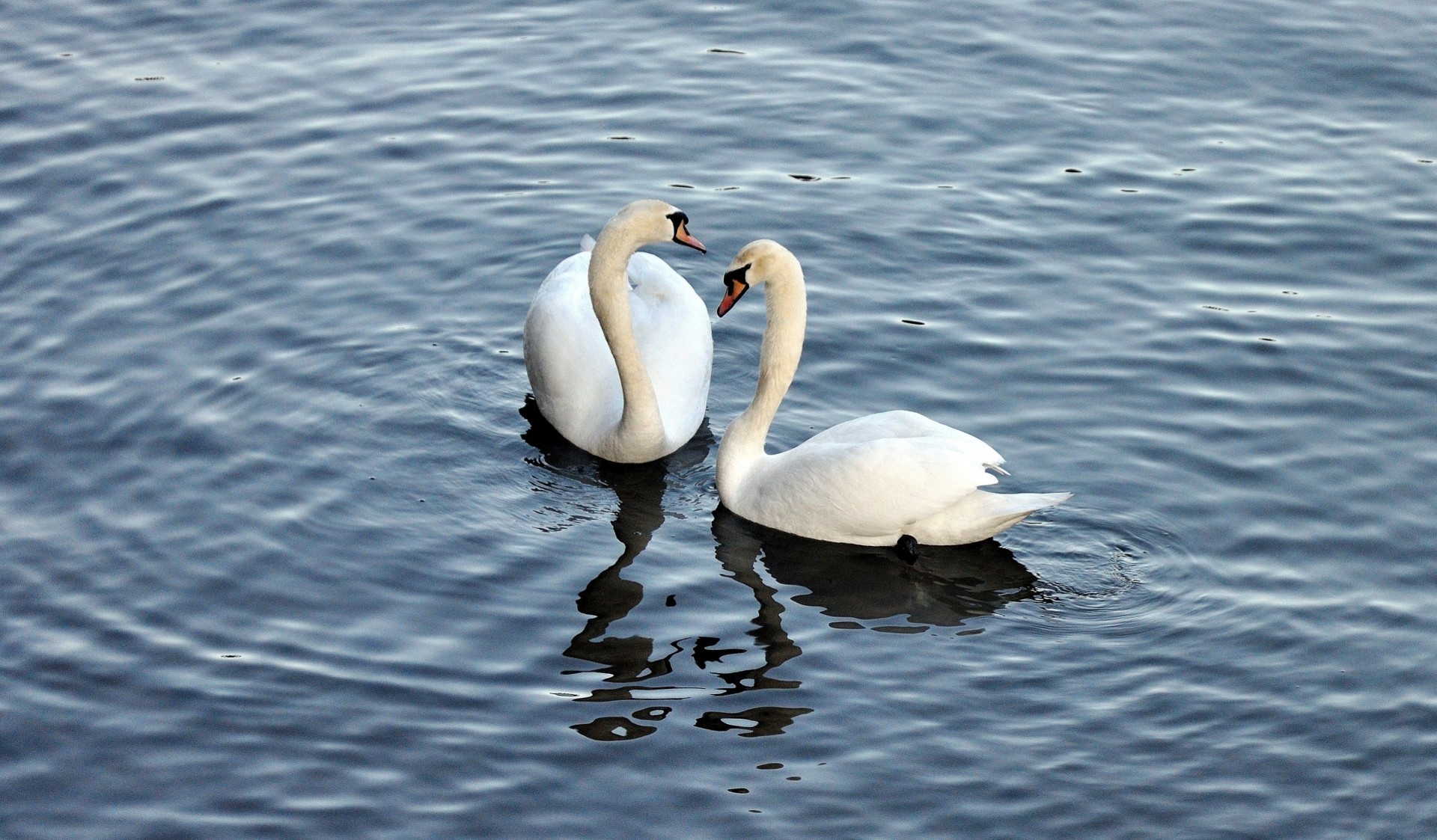 acqua cigni bianco