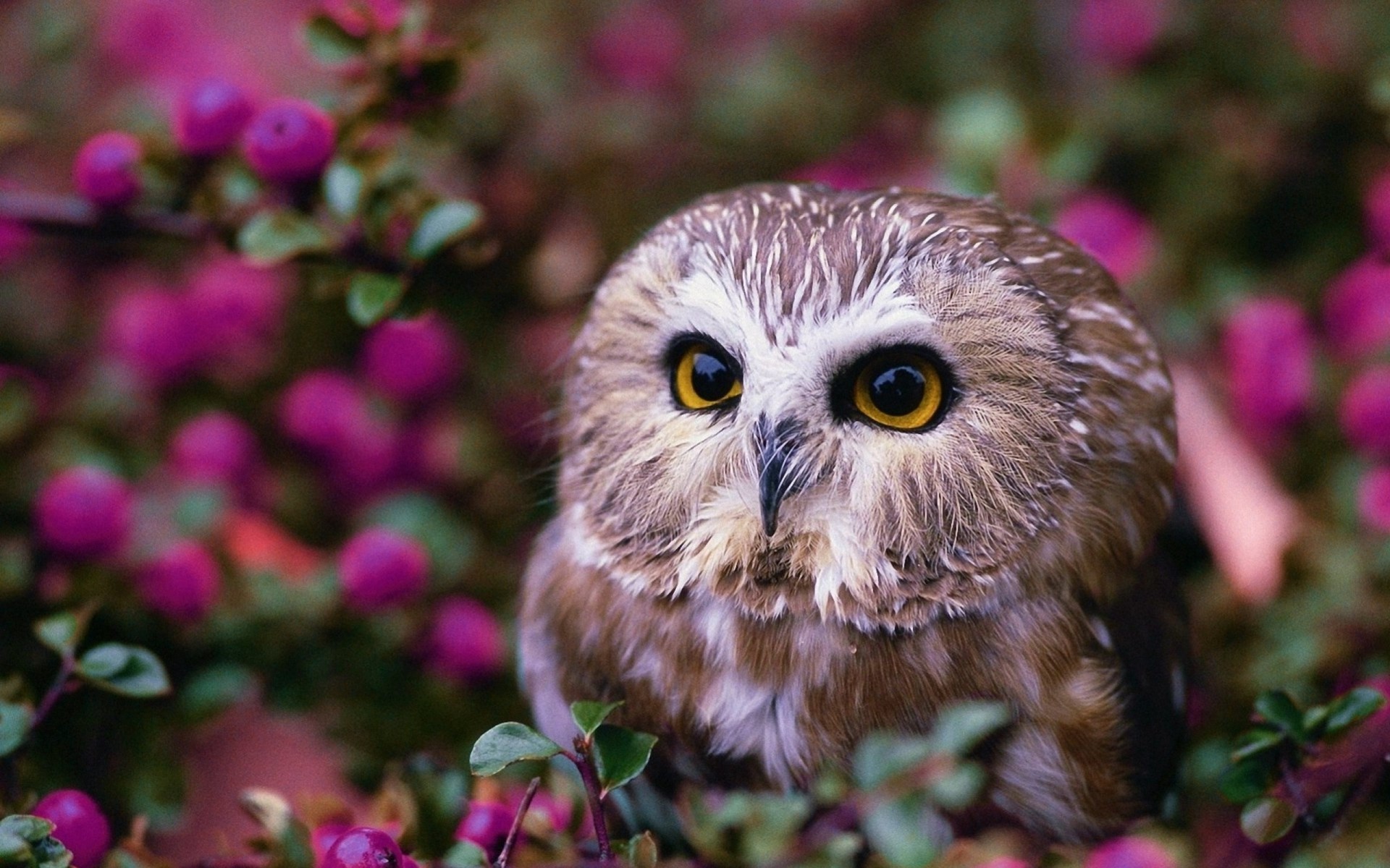 flower owl tree