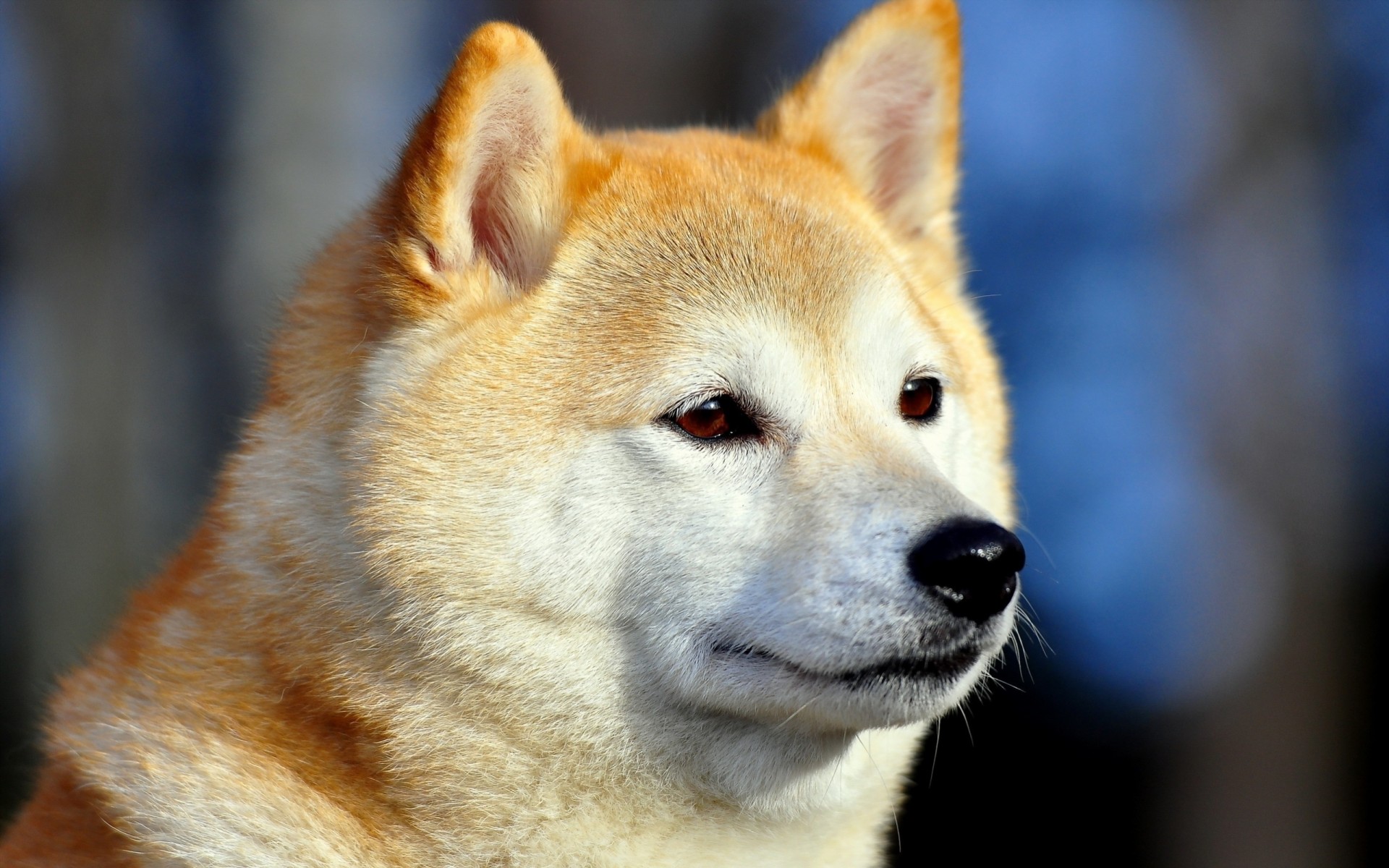 dog teeth views akita inu