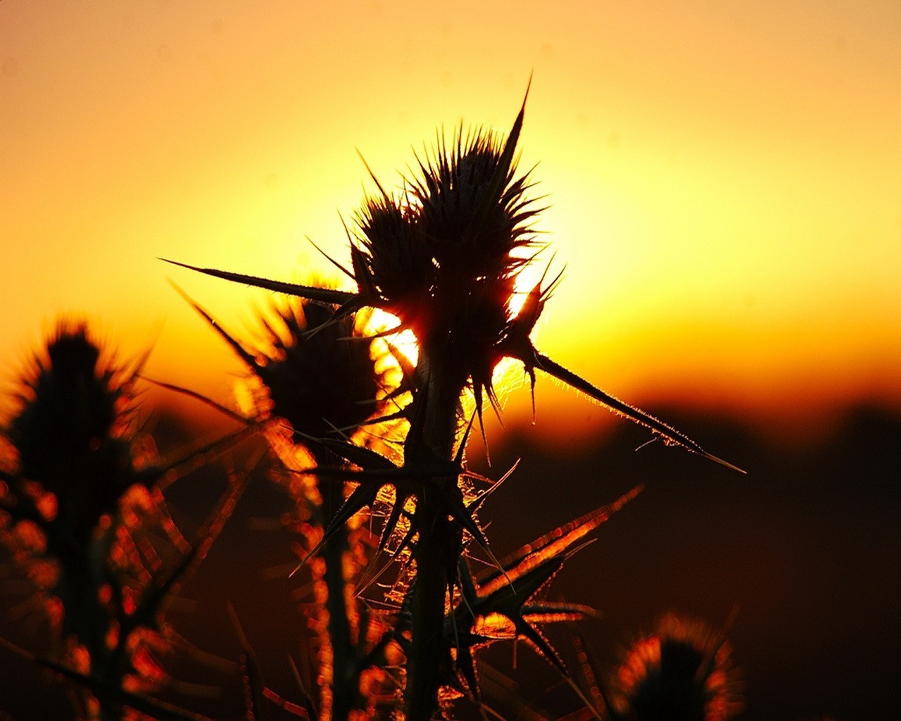 soleil herbe épines épines