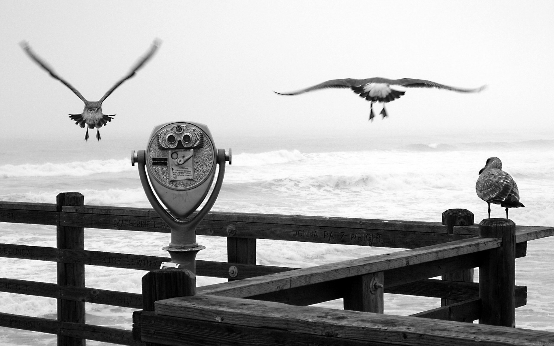 pier gulls glasses black and white