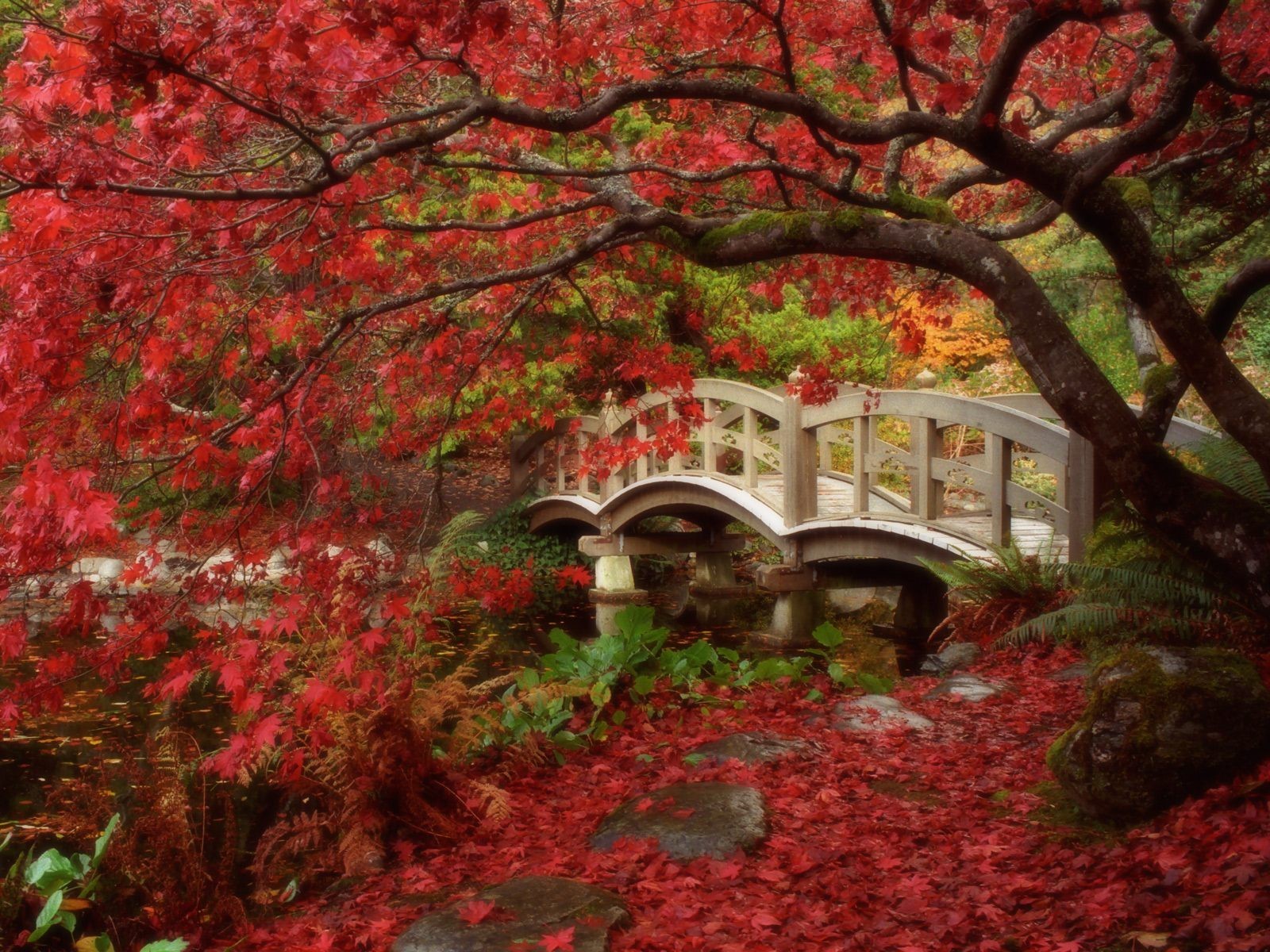 japón jardín hojas otoño