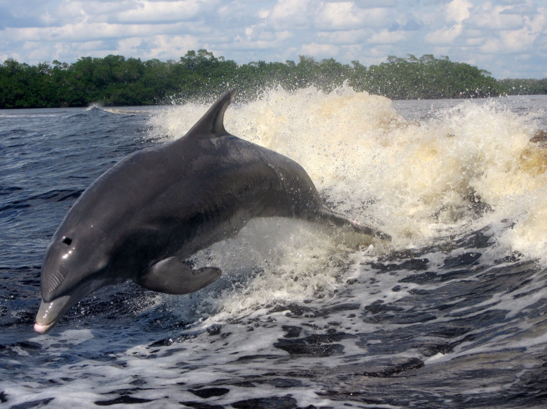 welle meer delphin