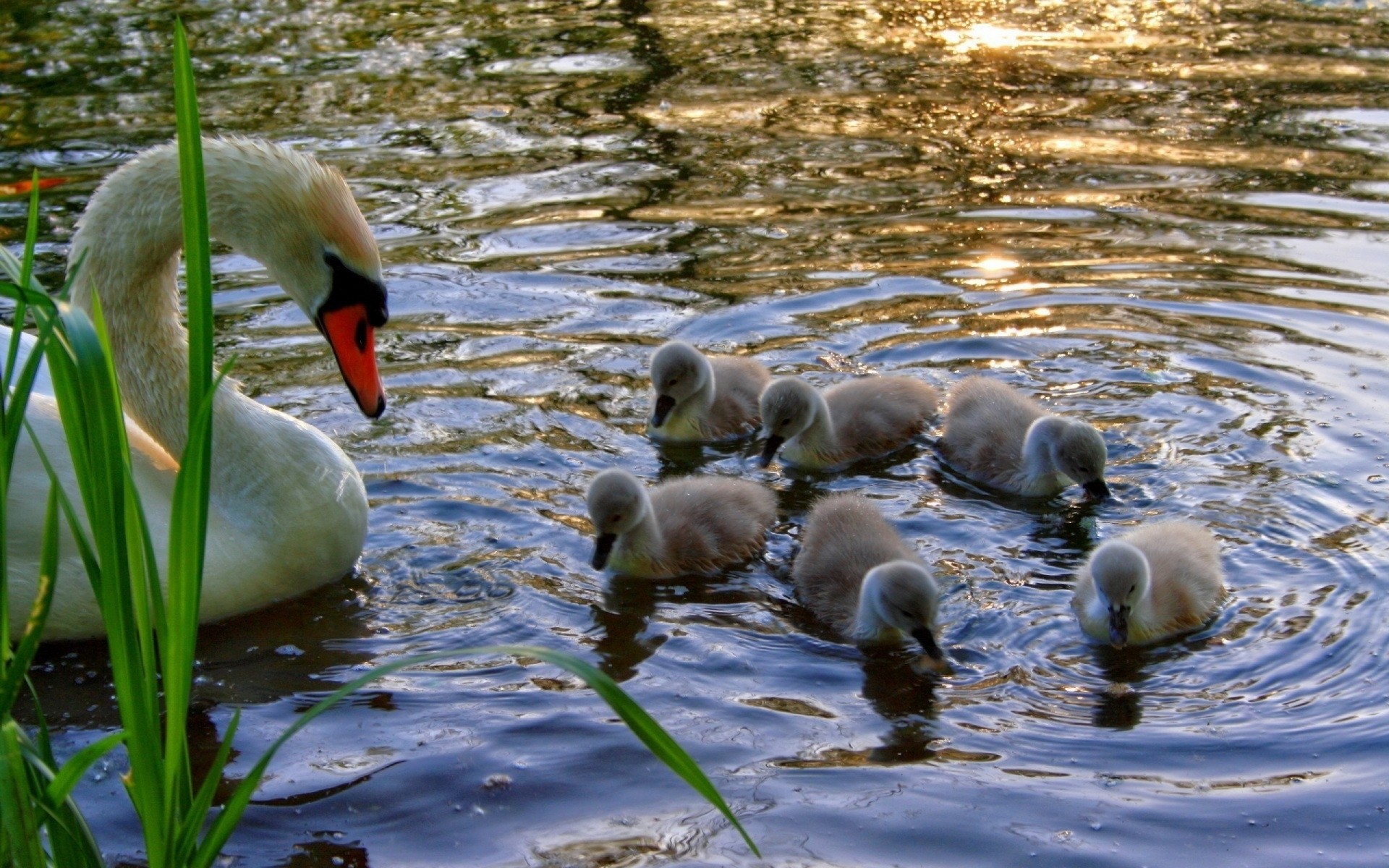 acqua erba pulcini cigno