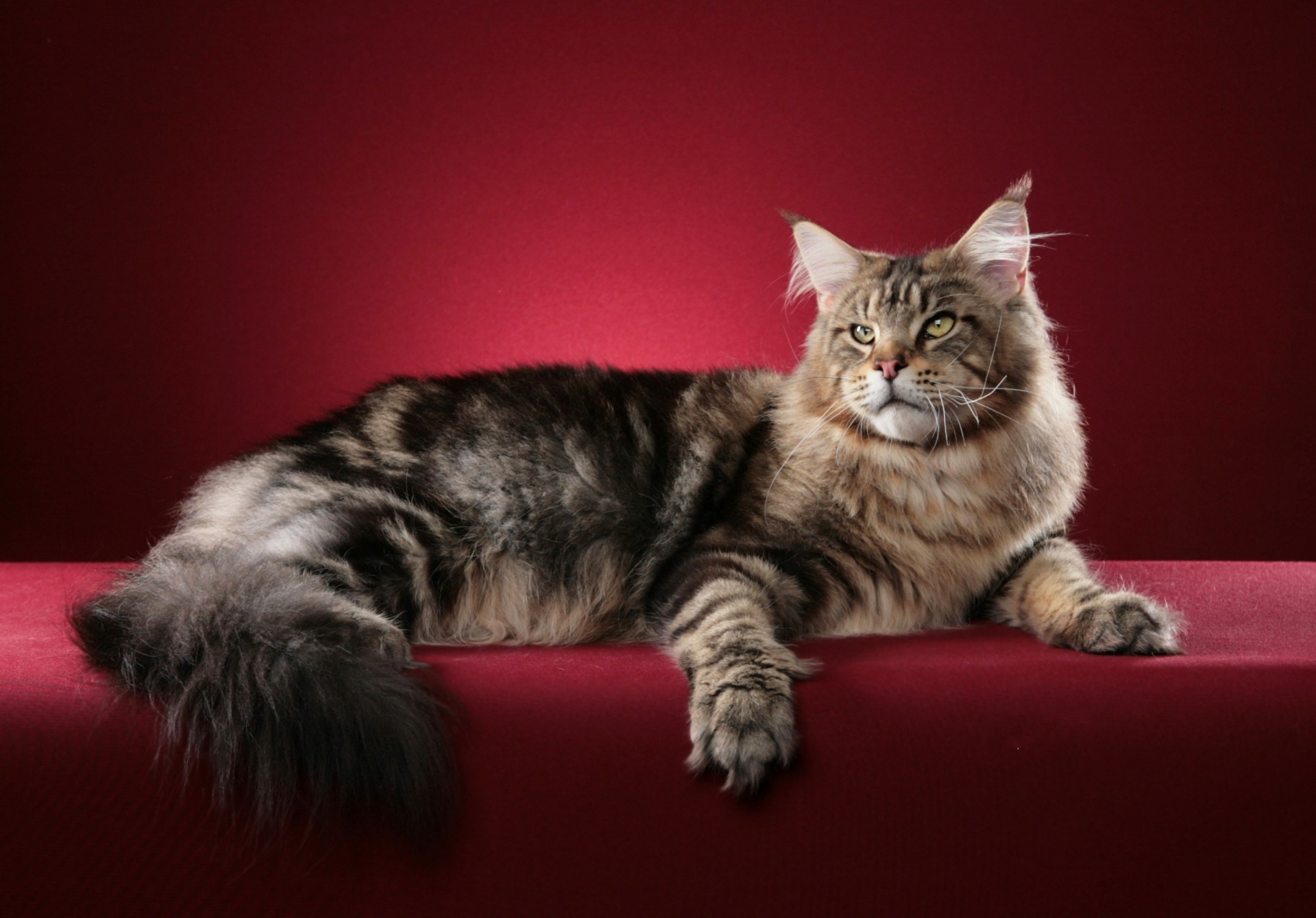 gatto maine coon