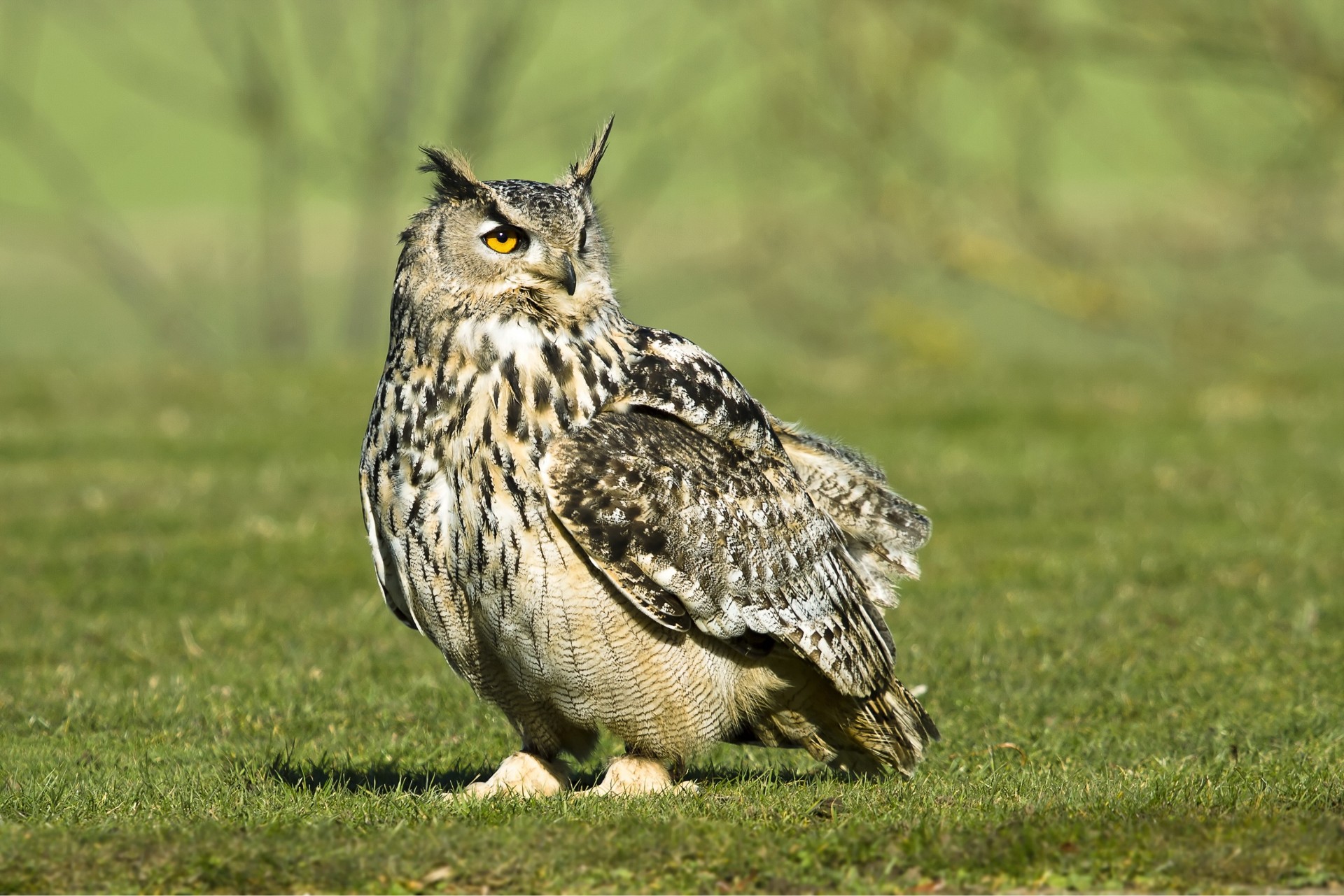 hibou européen hibou