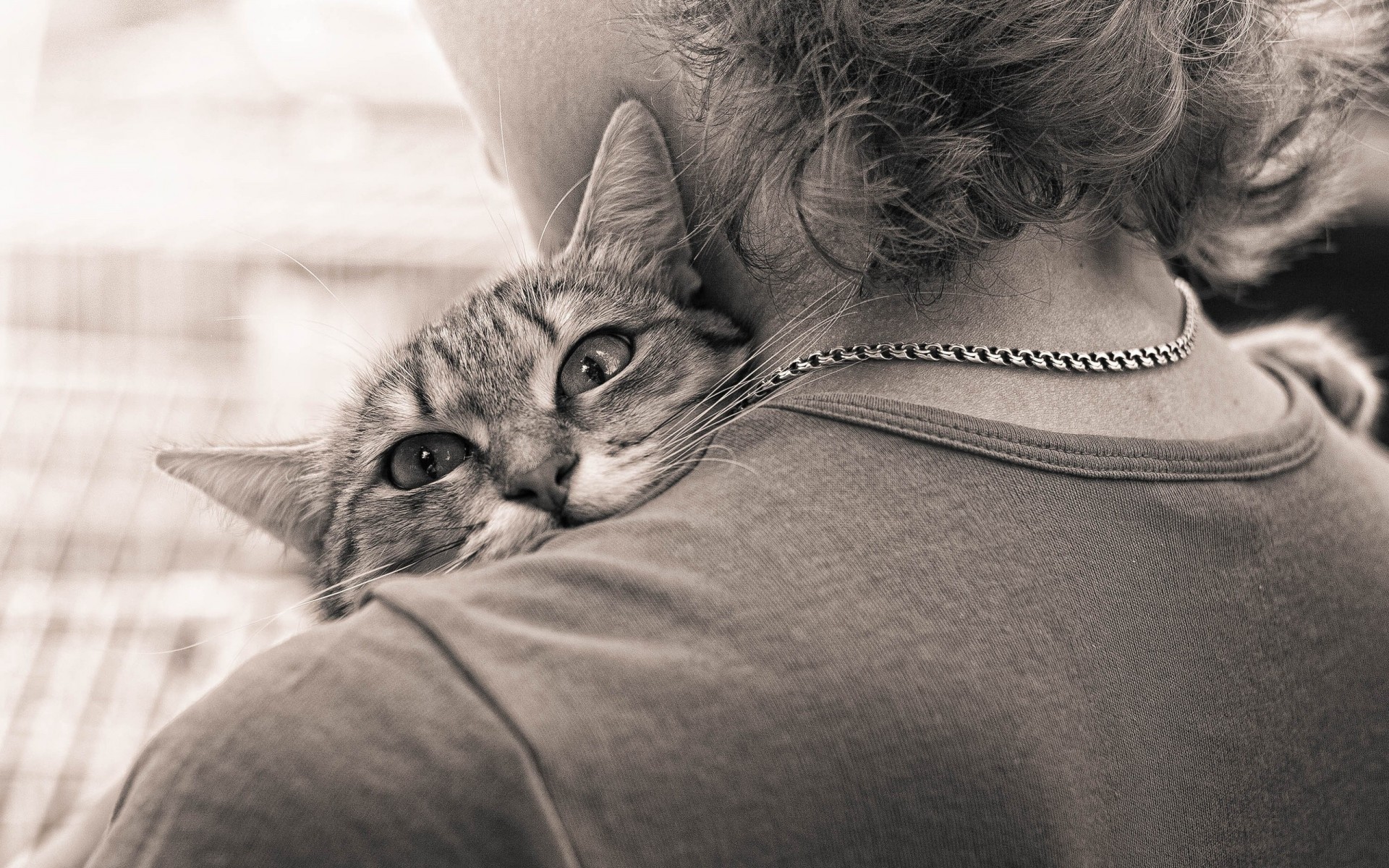 moe black and white cat hug tender