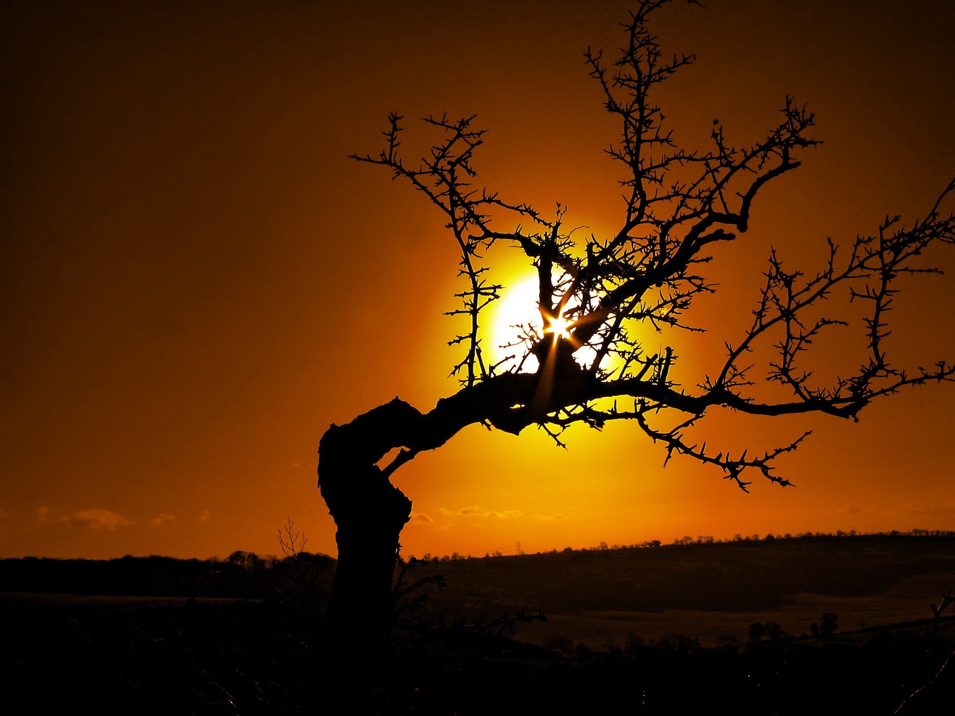 arbre branches soleil