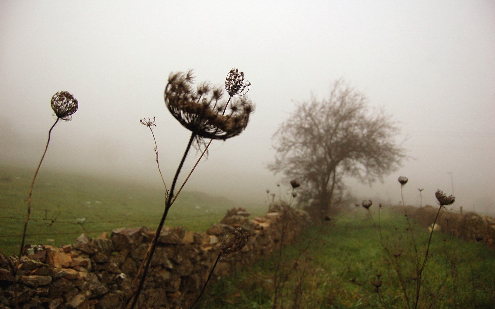 grass fence tree fog