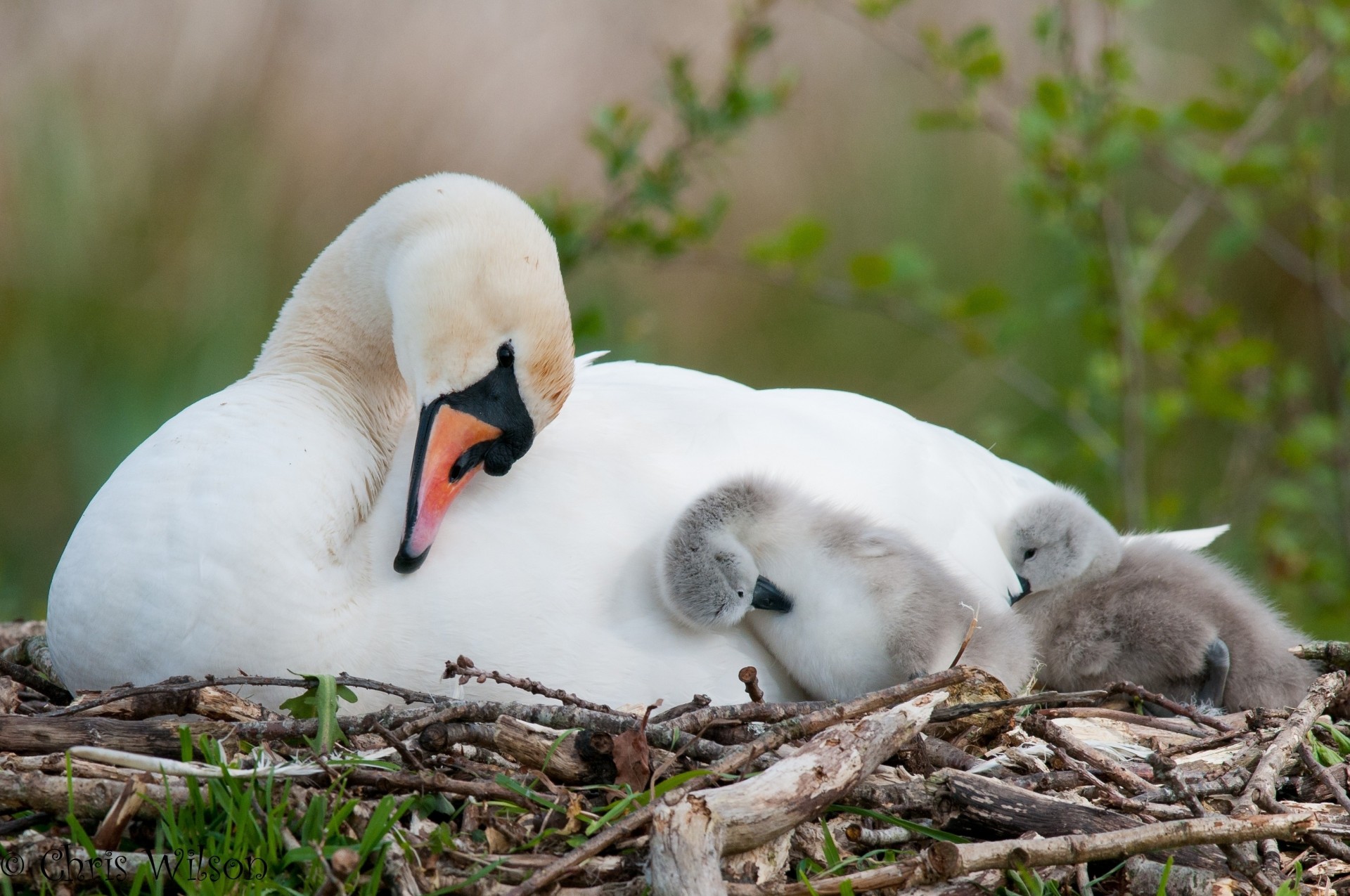 vögel nest schwan