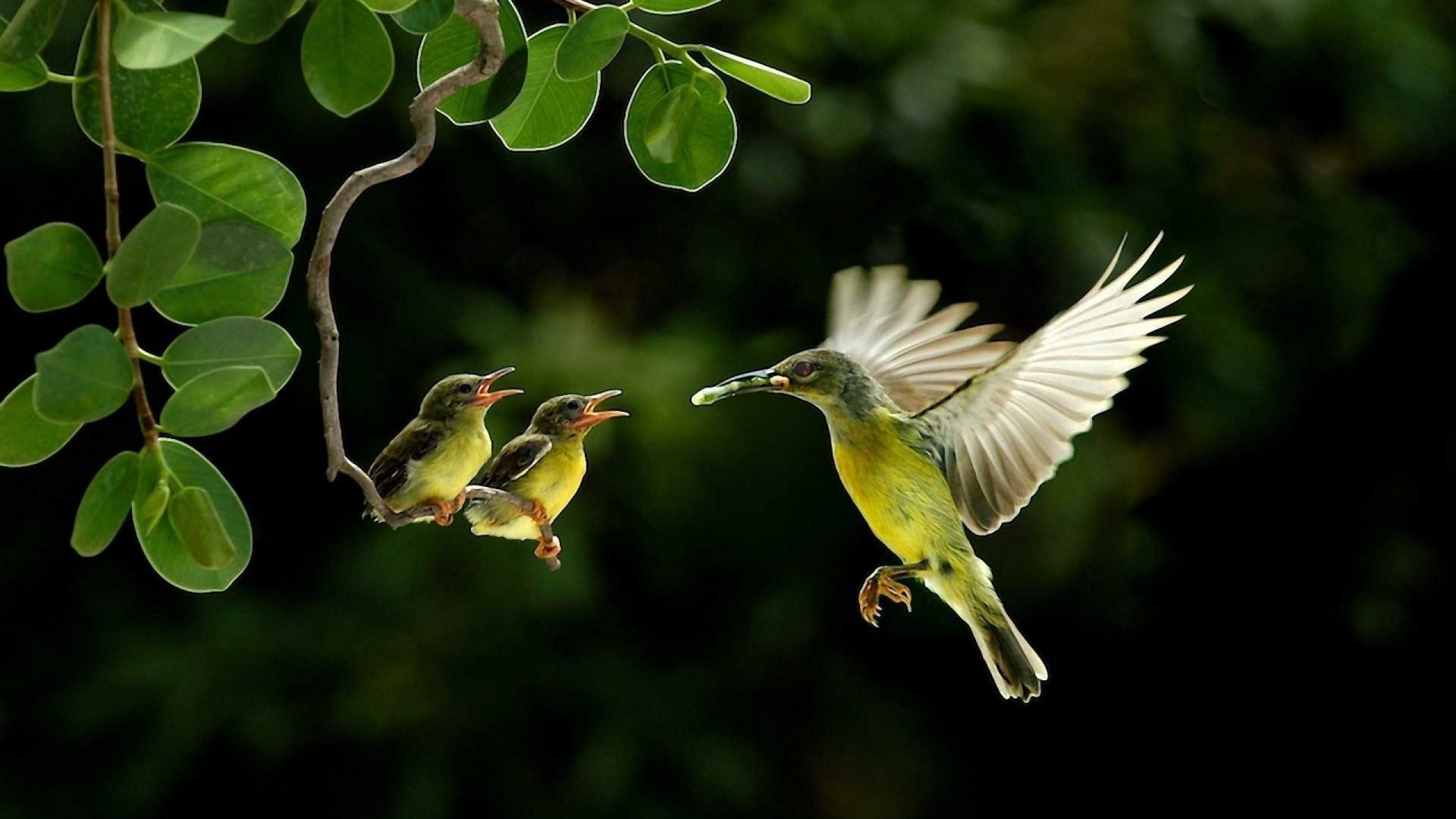 uccelli ramo colibrì cibo pulcini