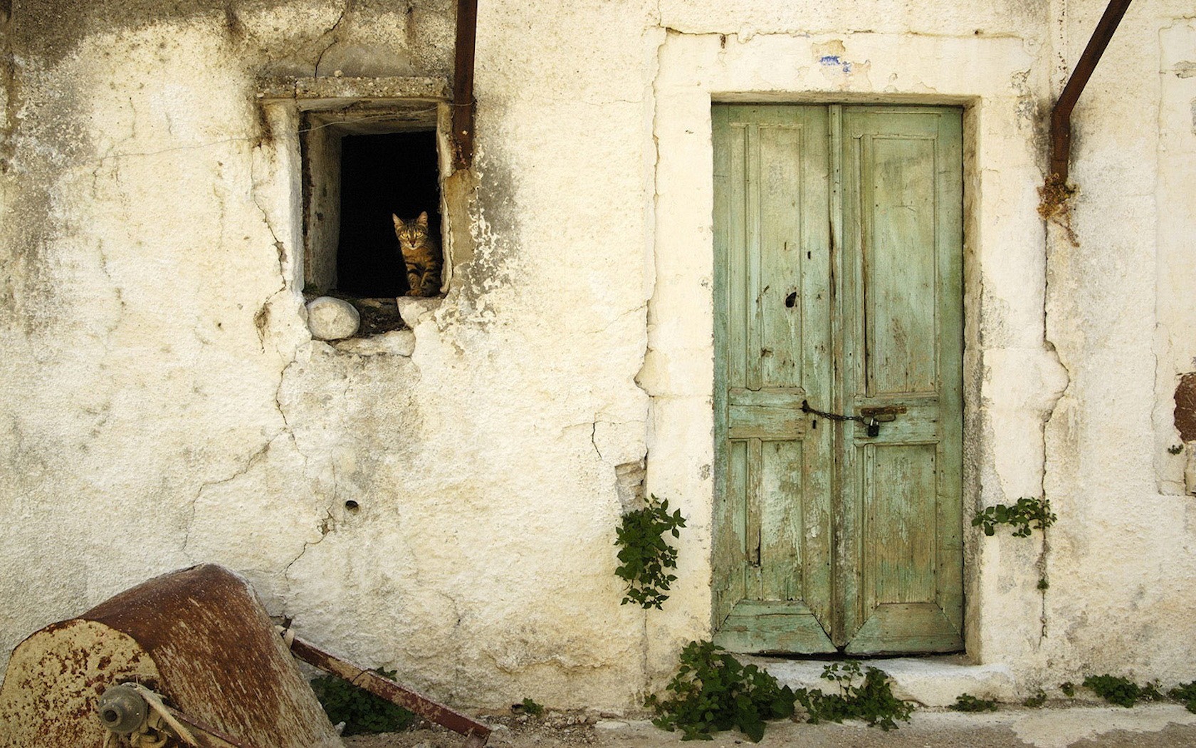 porte mur fenêtre chat