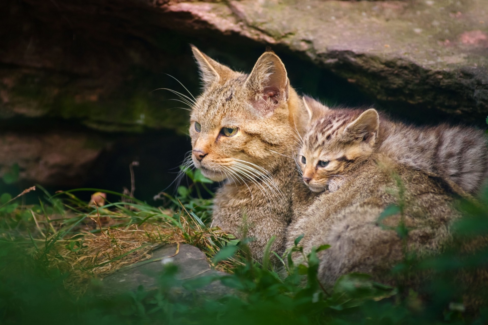 кот дикая кошка материнство