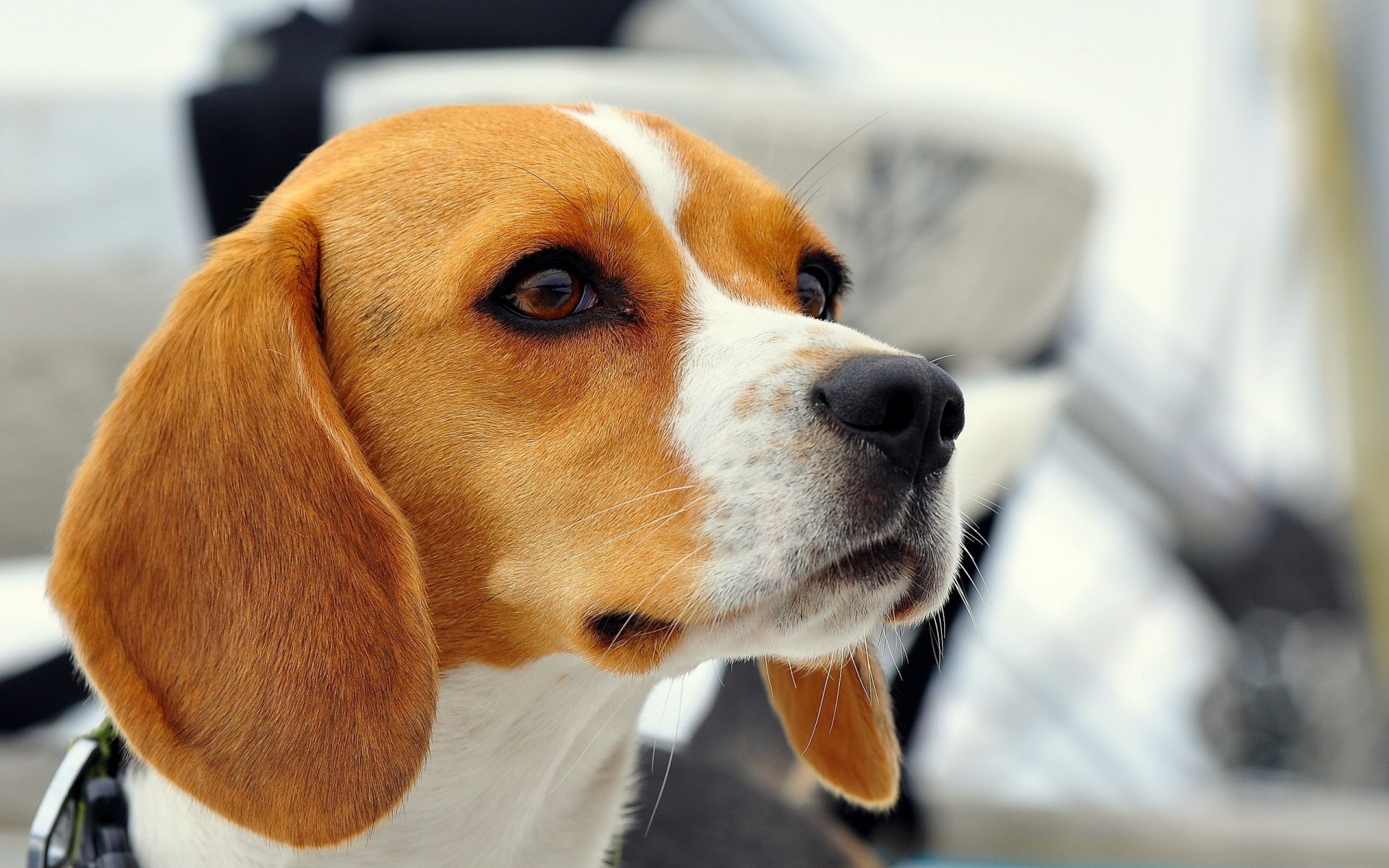 beagle chien ami