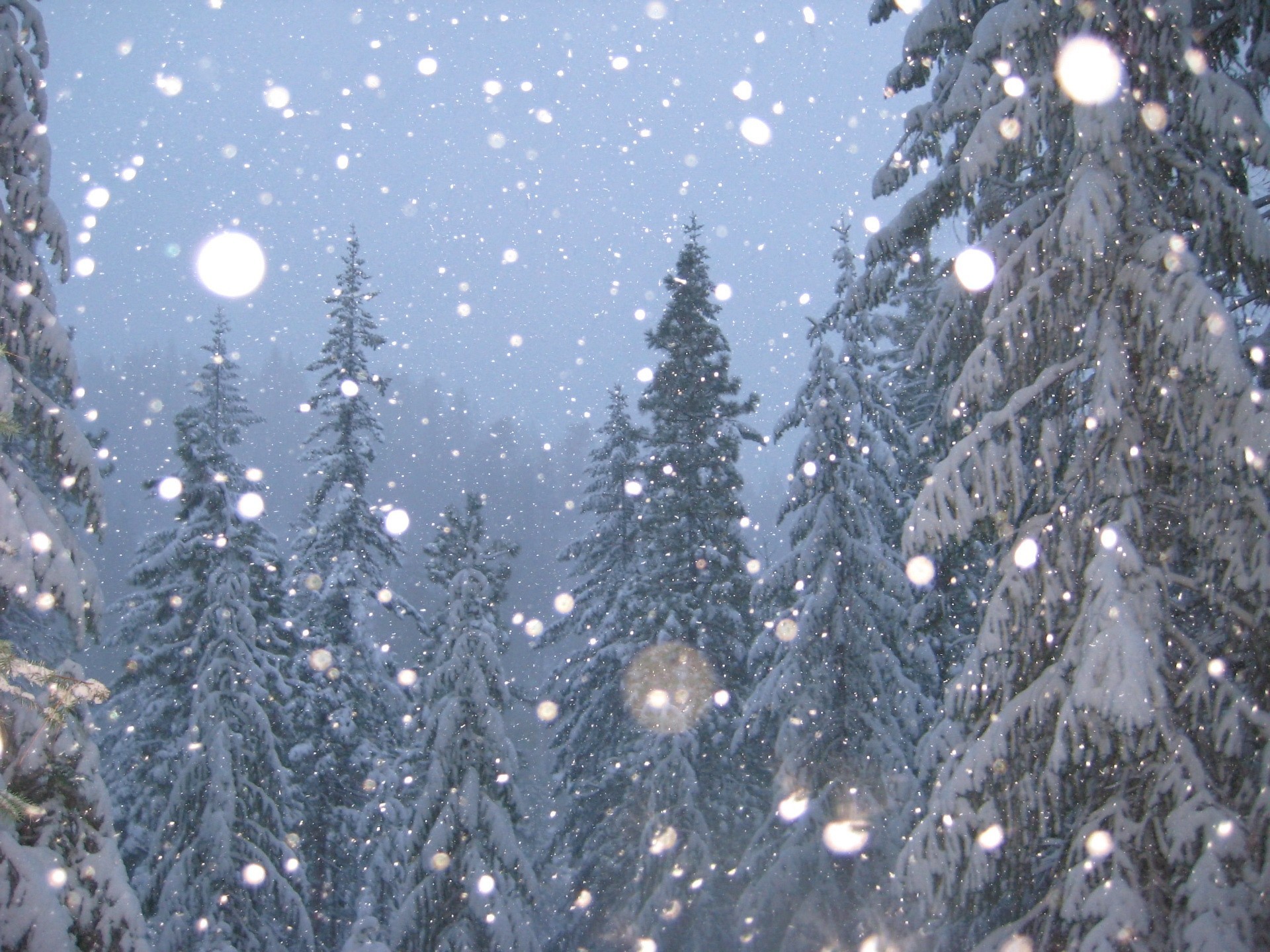 Просто падает снег. В новогоднем лесу. Падающий снег. Сказочный зимний лес. Зимний новогодний лес.