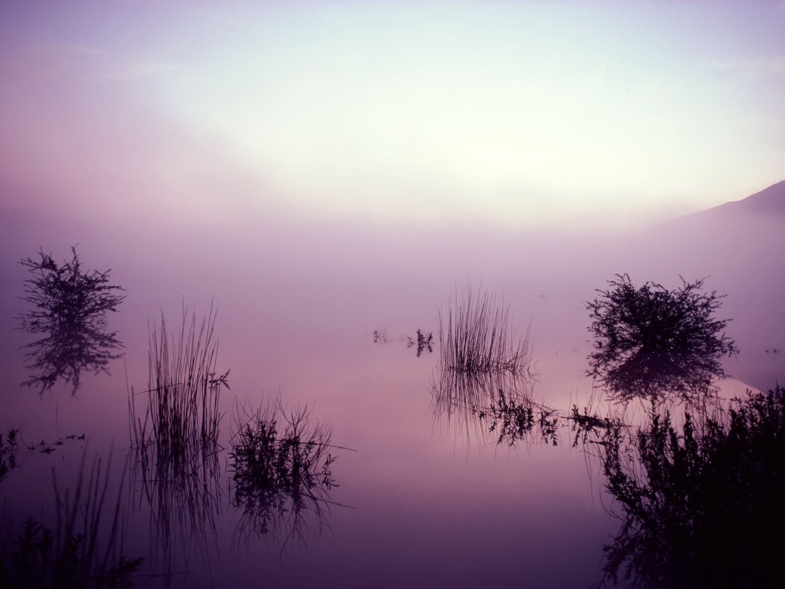 hierba niebla lago reflexión