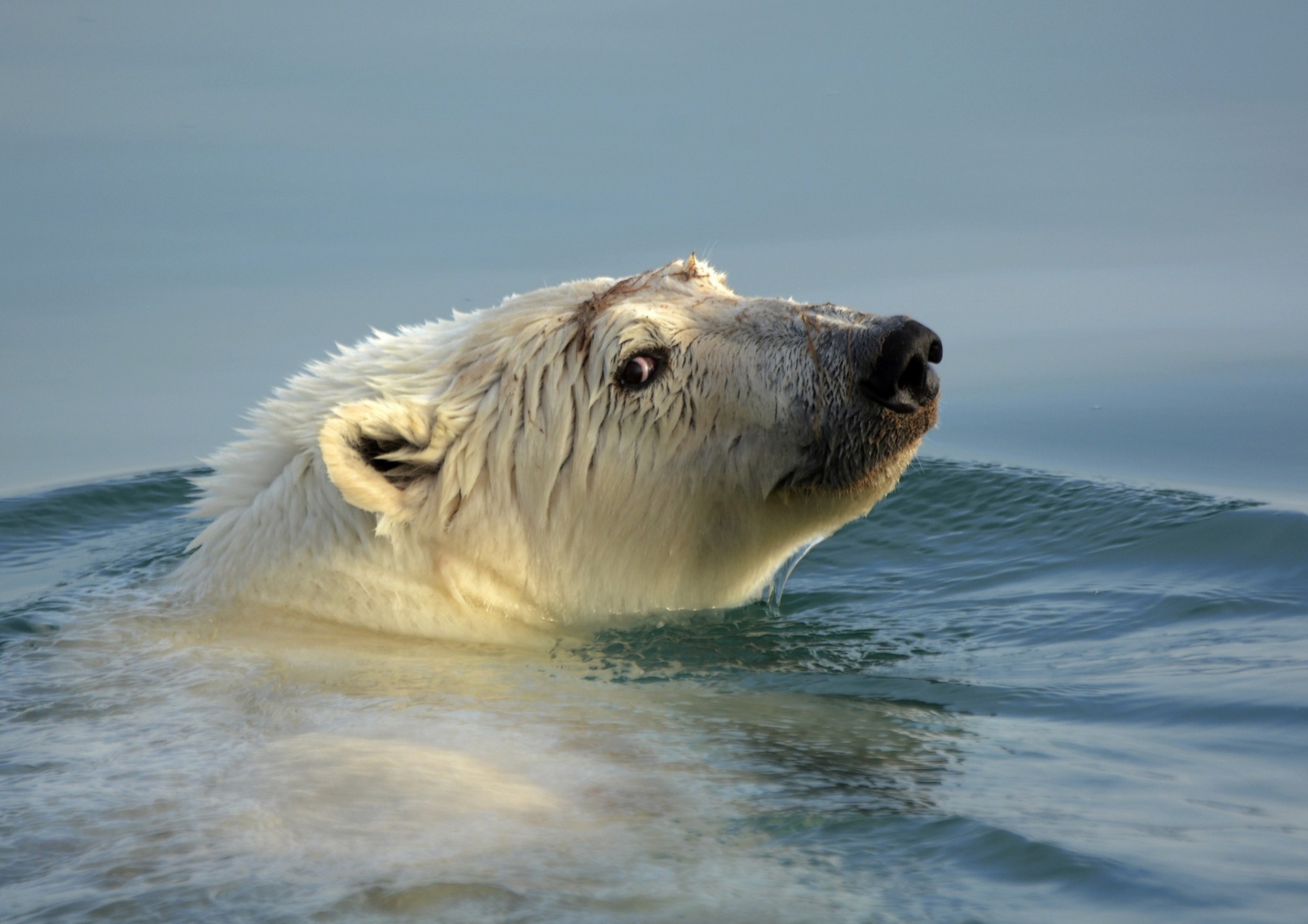 ours ours polaire tête eau