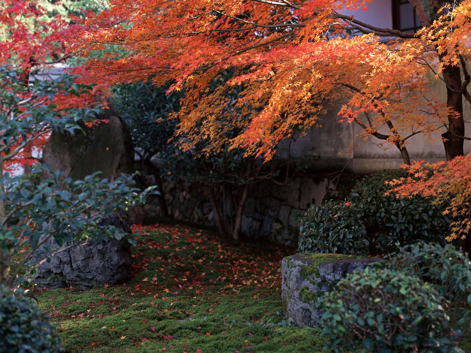 japon jardin automne