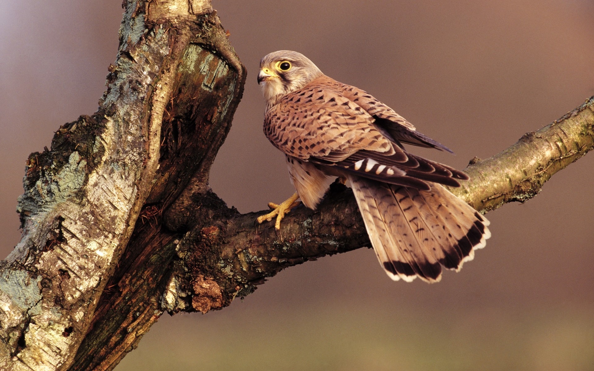 aves halcón rama sentado árbol