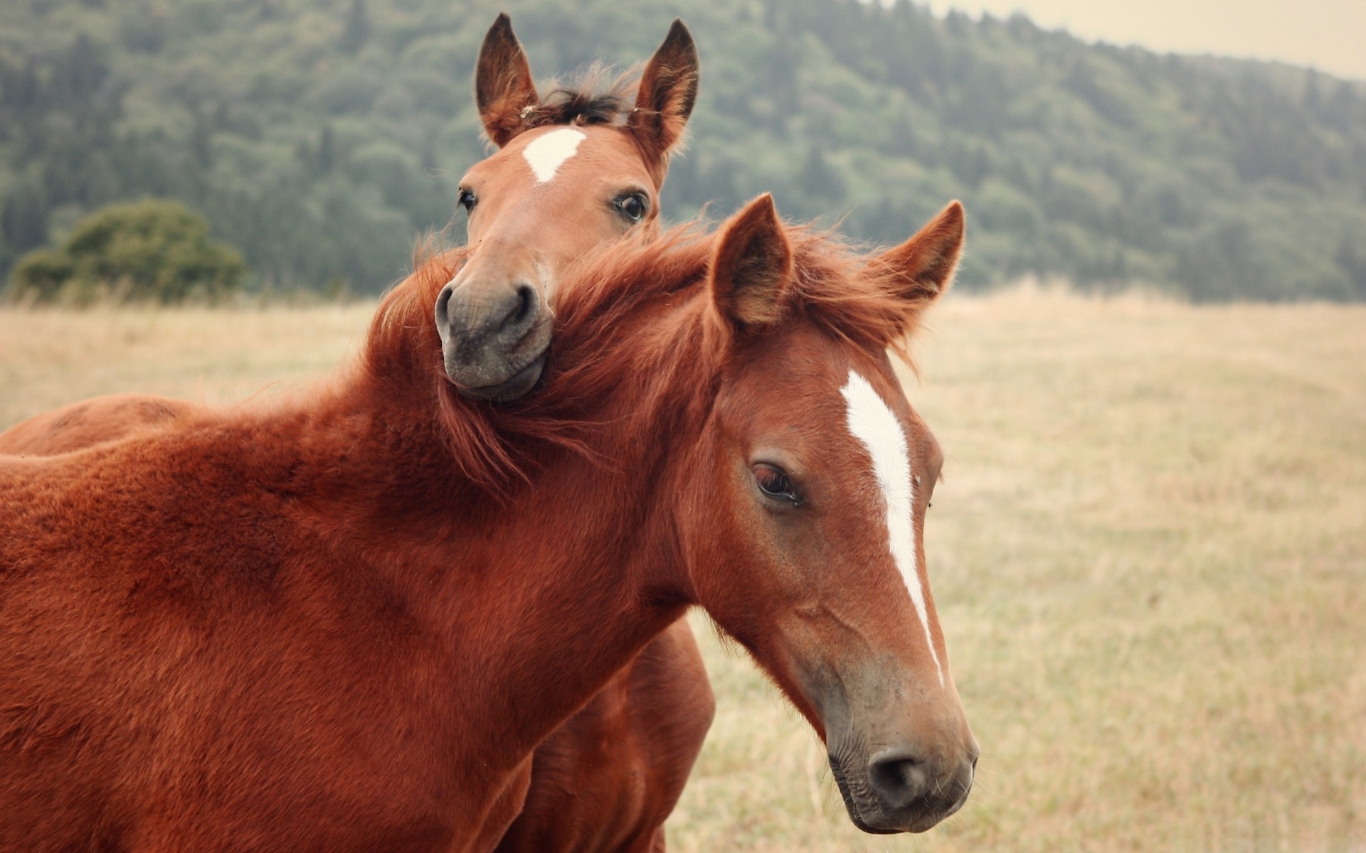 chevaux herbe couple nature