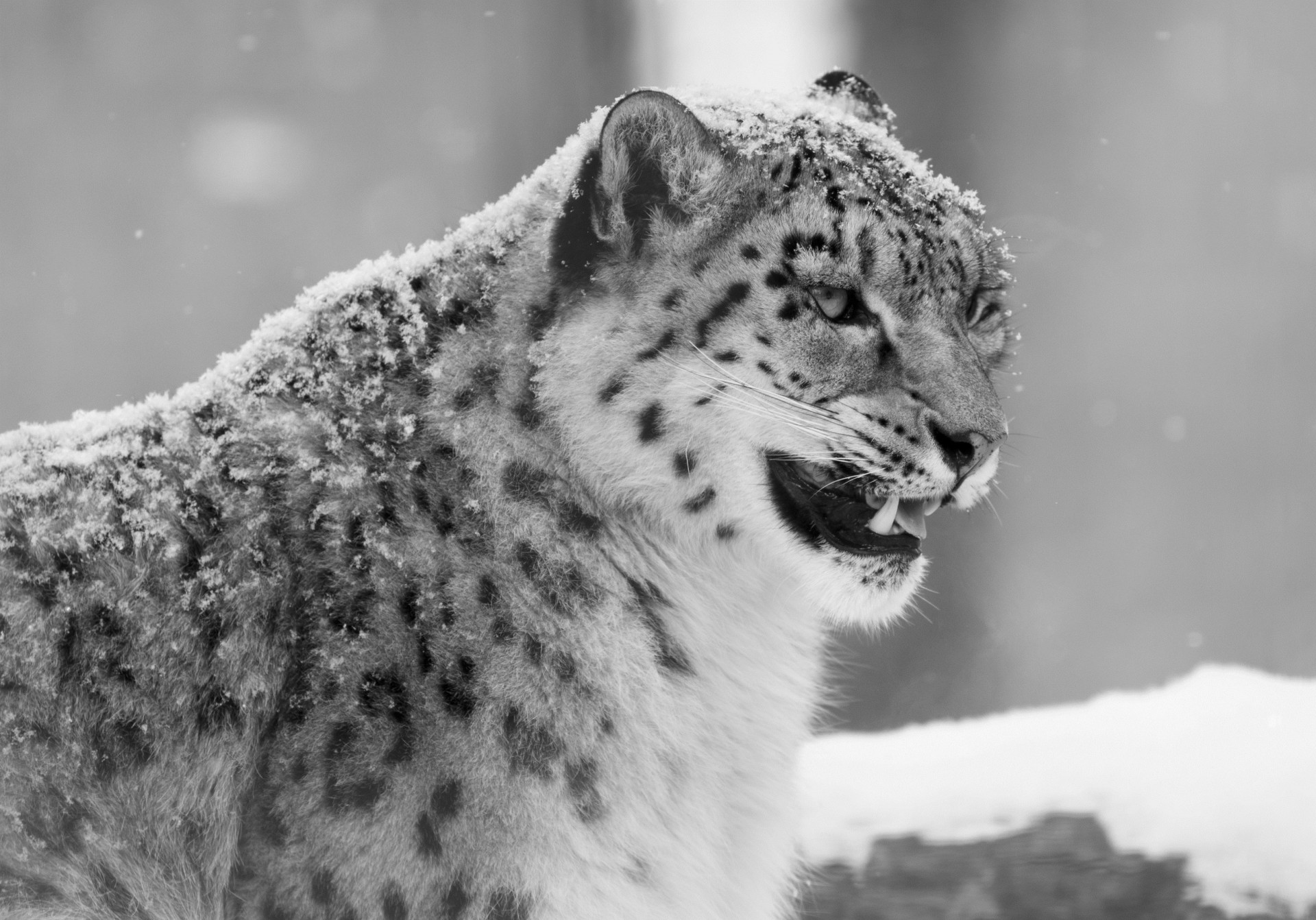 colère bête noir et blanc crocs chat sauvage animaux léopard