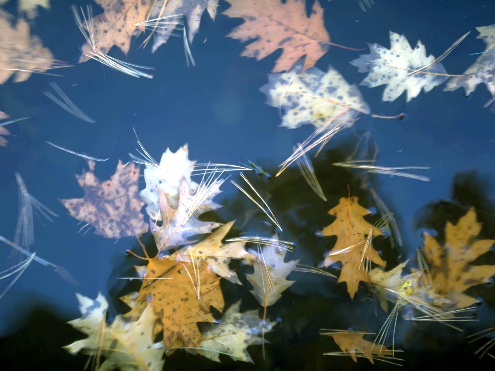 feuilles automne eau