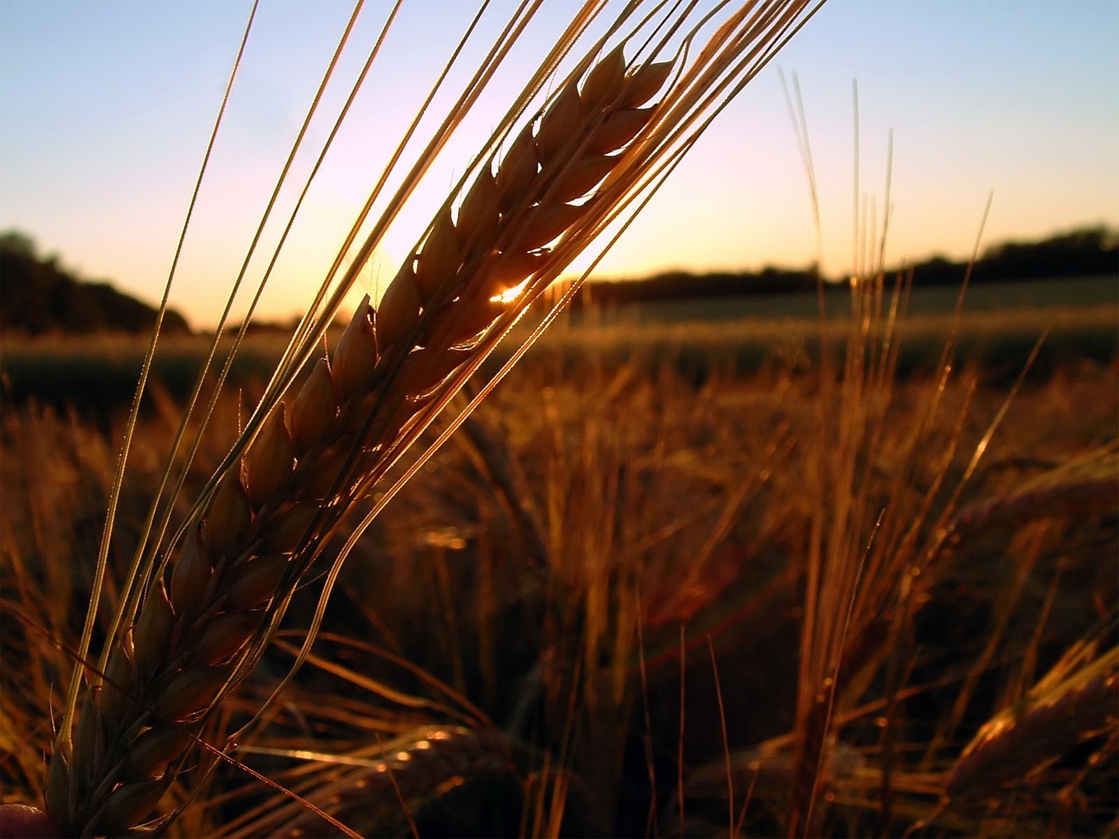 ohr feld sonnenuntergang