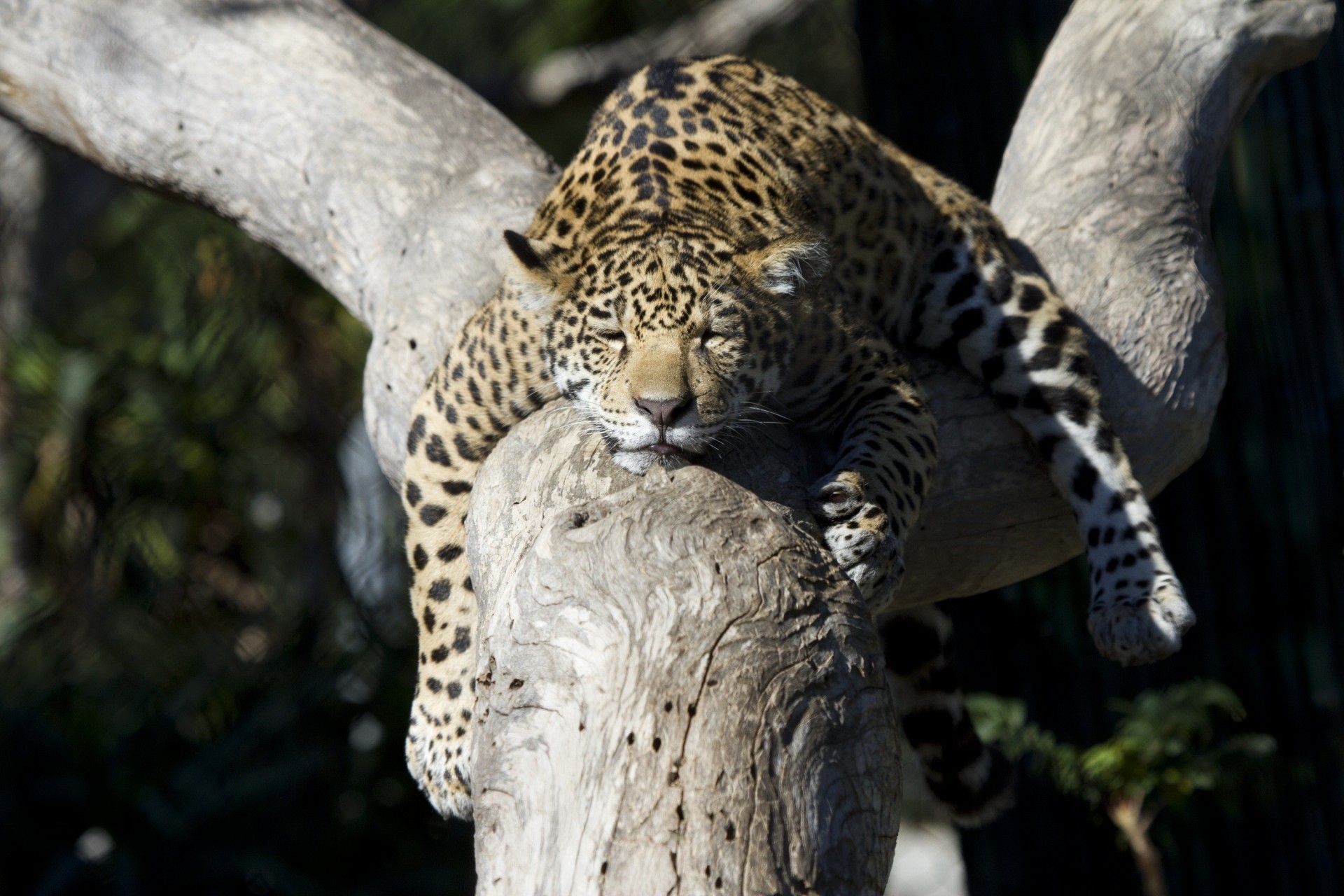 wild cat bed baby jaguar